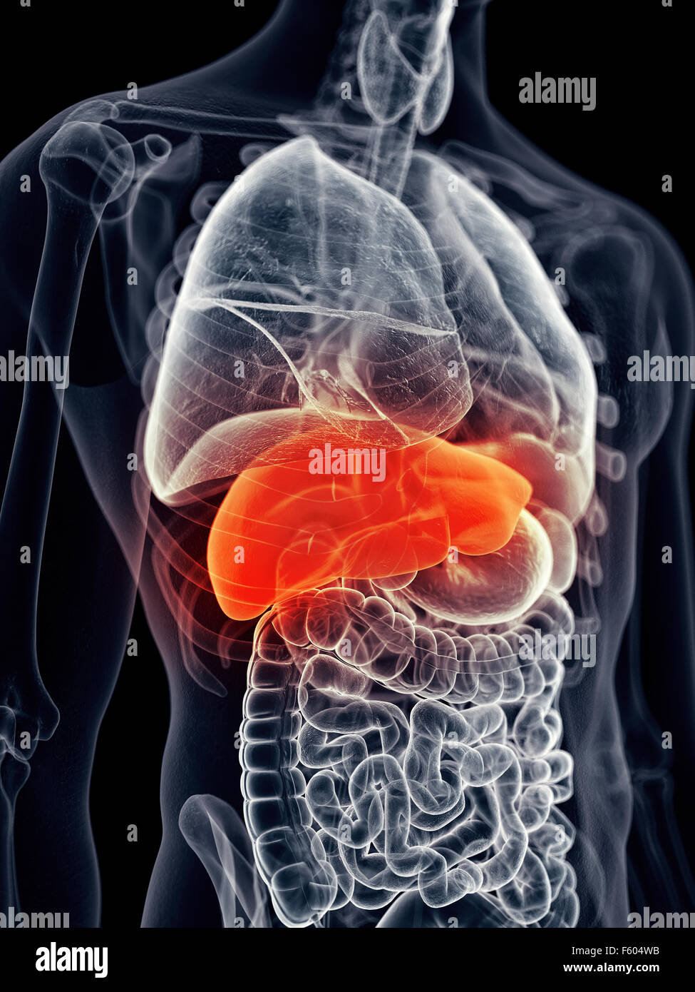medically accurate illustration - painful liver Stock Photo