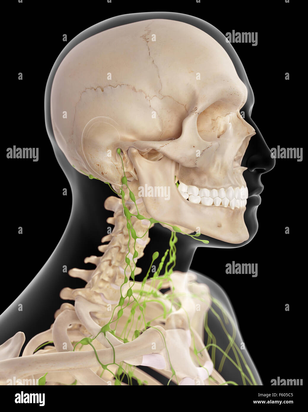 medically accurate illustration of the cervical lymph nodes Stock Photo ...