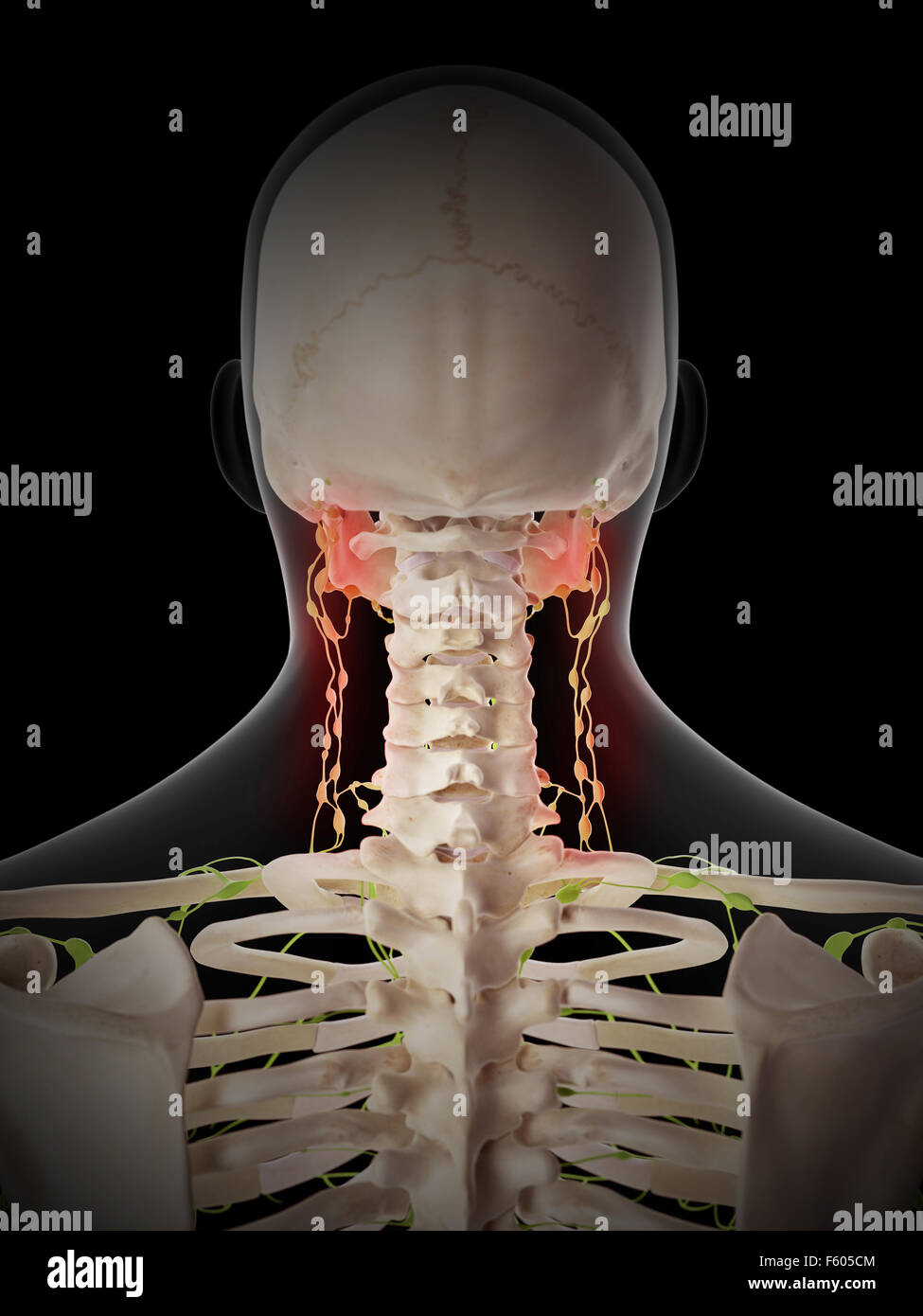 Cervical Lymph Nodes Stock Photos & Cervical Lymph Nodes Stock Images