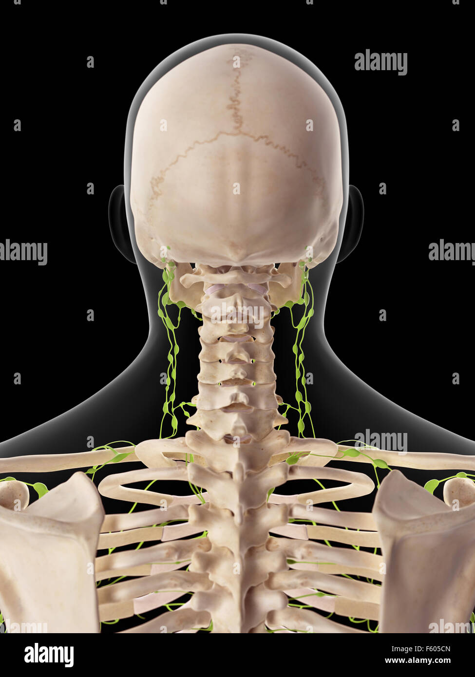 Cervical Lymph Nodes High Resolution Stock Photography And Images Alamy