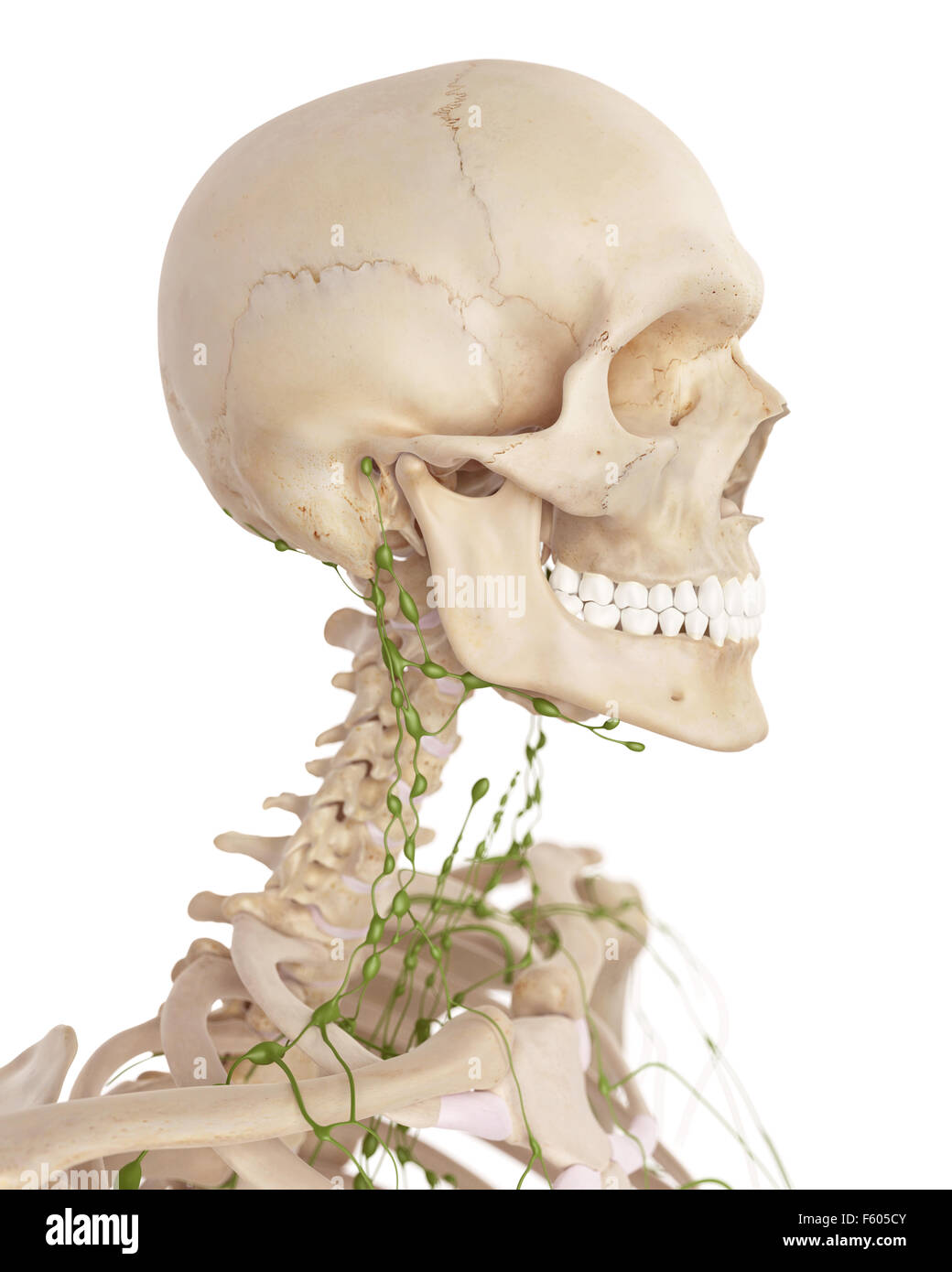 Medically Accurate Illustration Of The Cervical Lymph Nodes Stock Photo