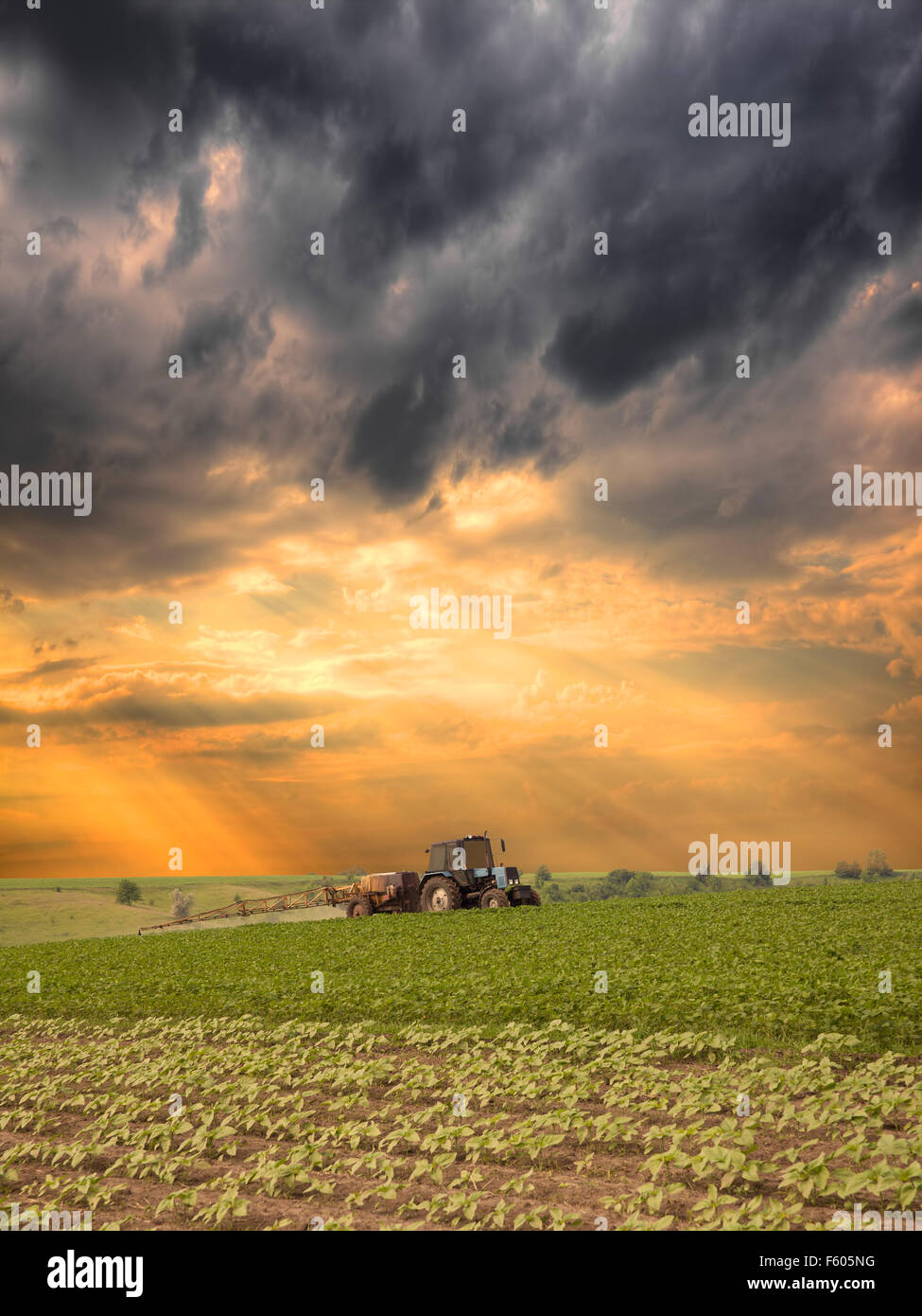 Tractor spraying the field with a cloudy sunset on the background Stock Photo