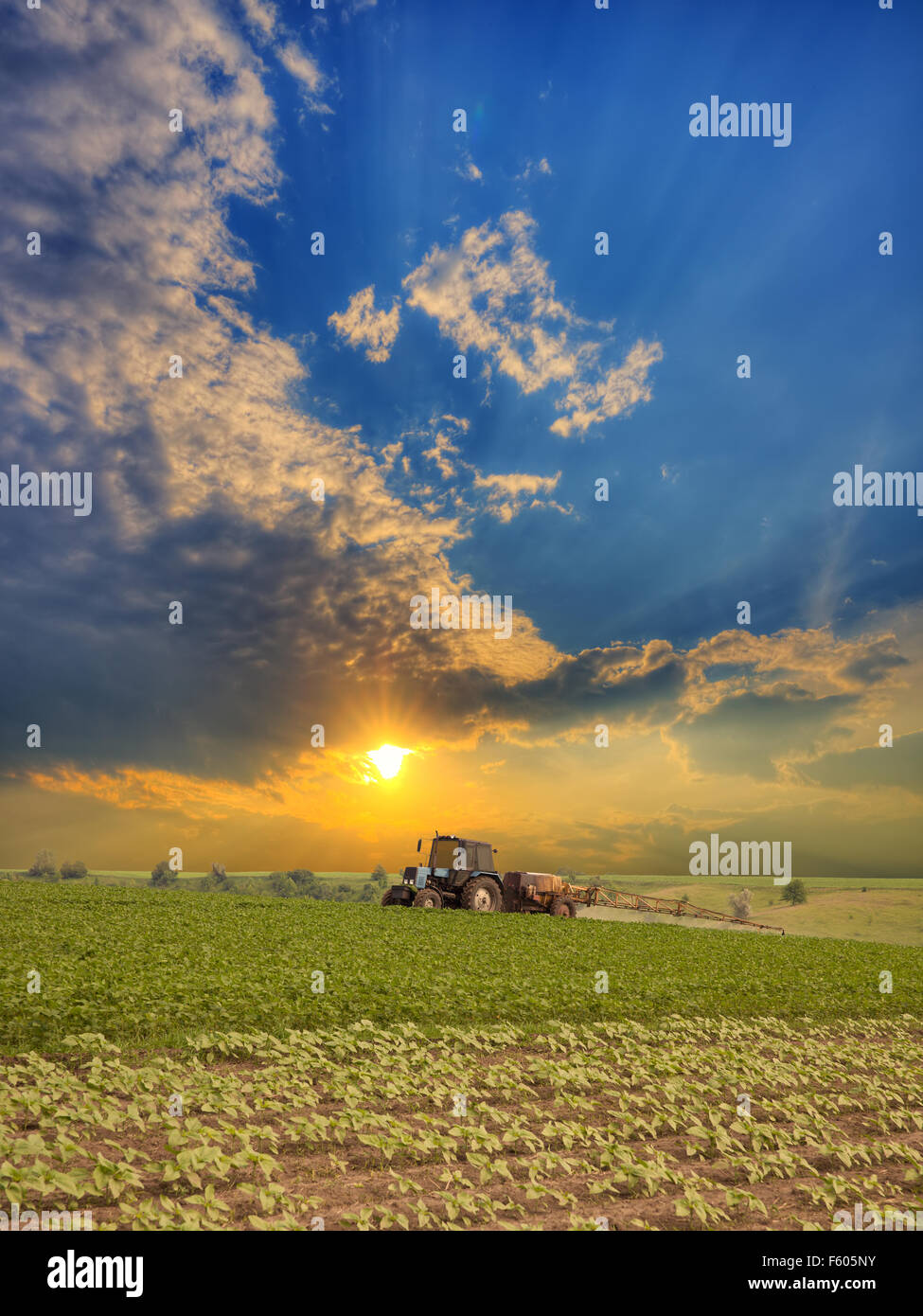 Tractor spraying the field on sunset in summer Stock Photo