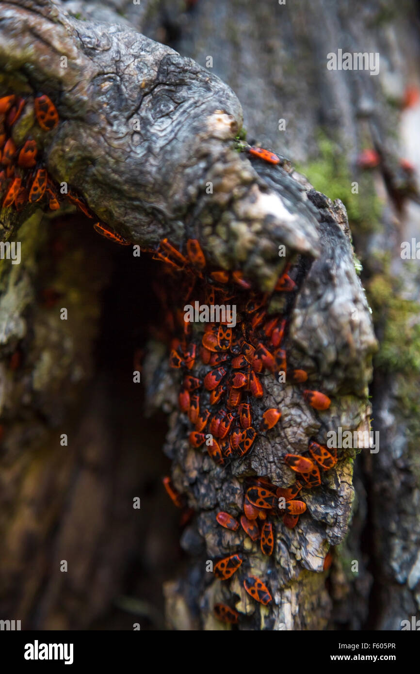 Family red bugs on the bark of a tree Stock Photo Alamy