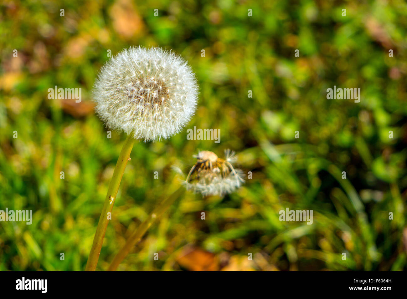 Dandelion seed clock, Taraxacum, telling the time Stock Photo