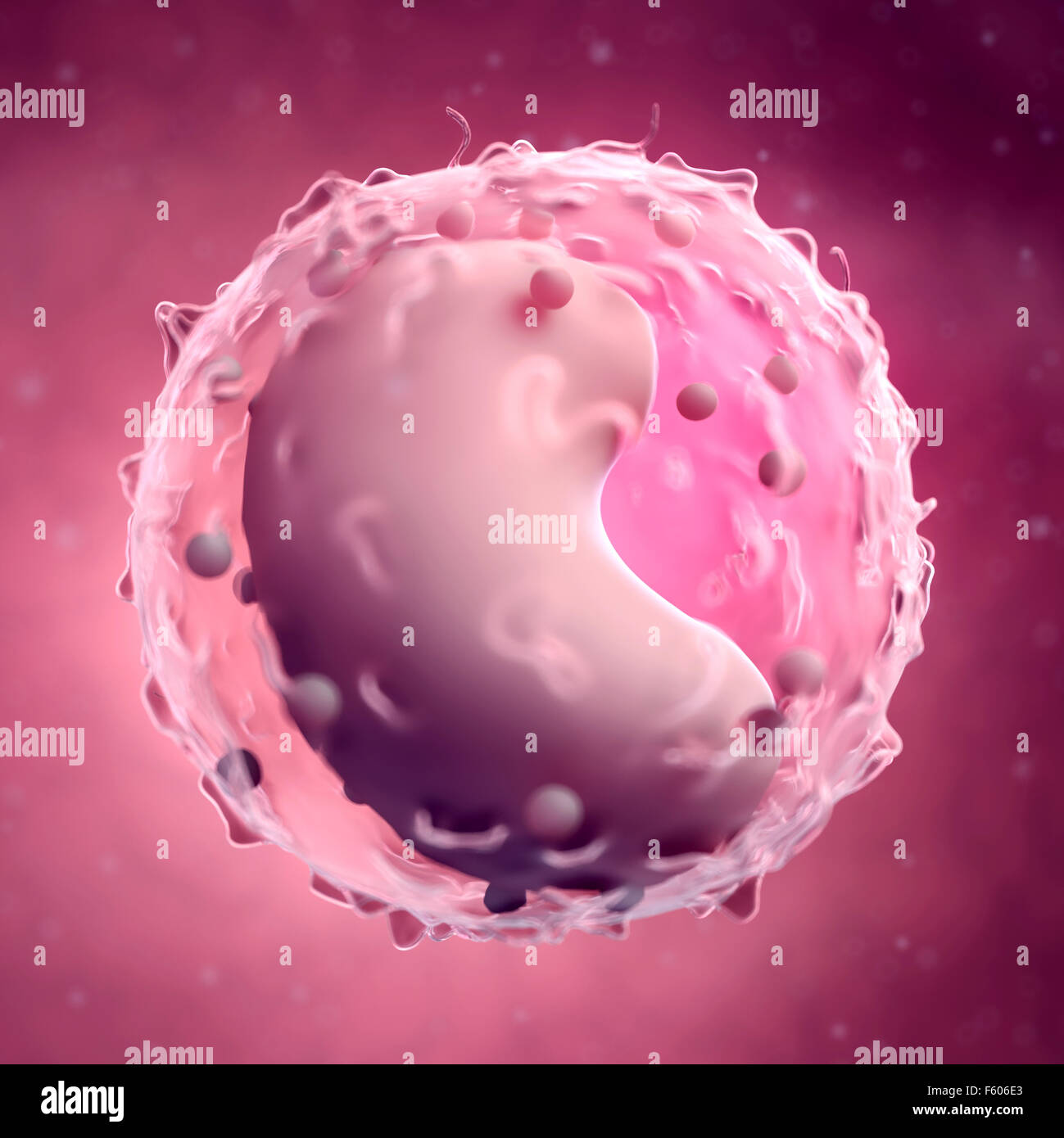medically accurate illustration of a lymphocyte Stock Photo