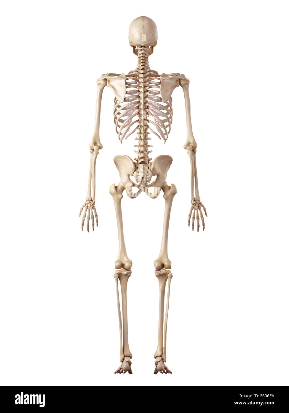 human body bones back