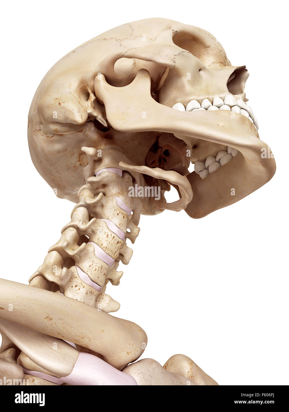 Между черепом и позвоночником. Череп с позвоночником. Скелет человека голова и шея. Строение черепа и позвоночника.