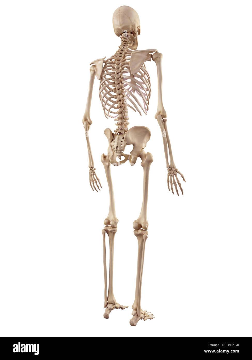 Skeleton Illustrations  Medical Illustrations of the Skeletal