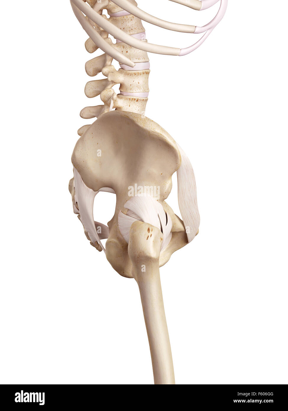 medical accurate illustration of the hip ligaments Stock Photo