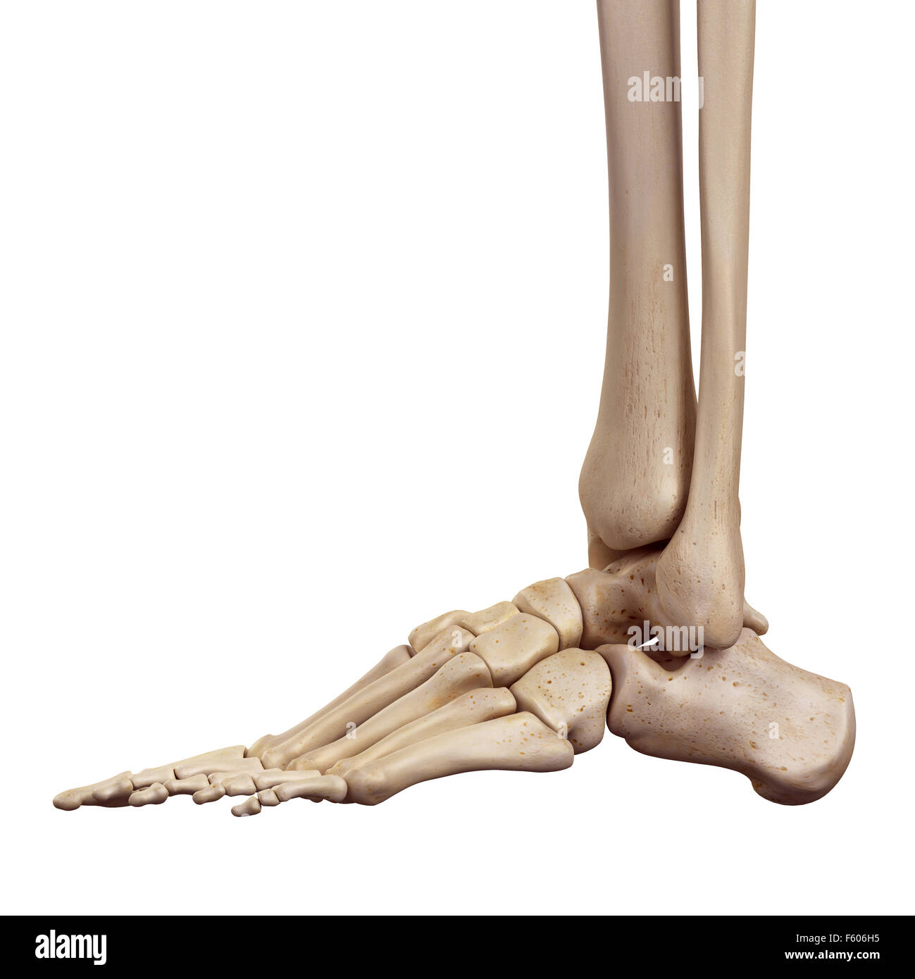 medical accurate illustration of the foot bones Stock Photo