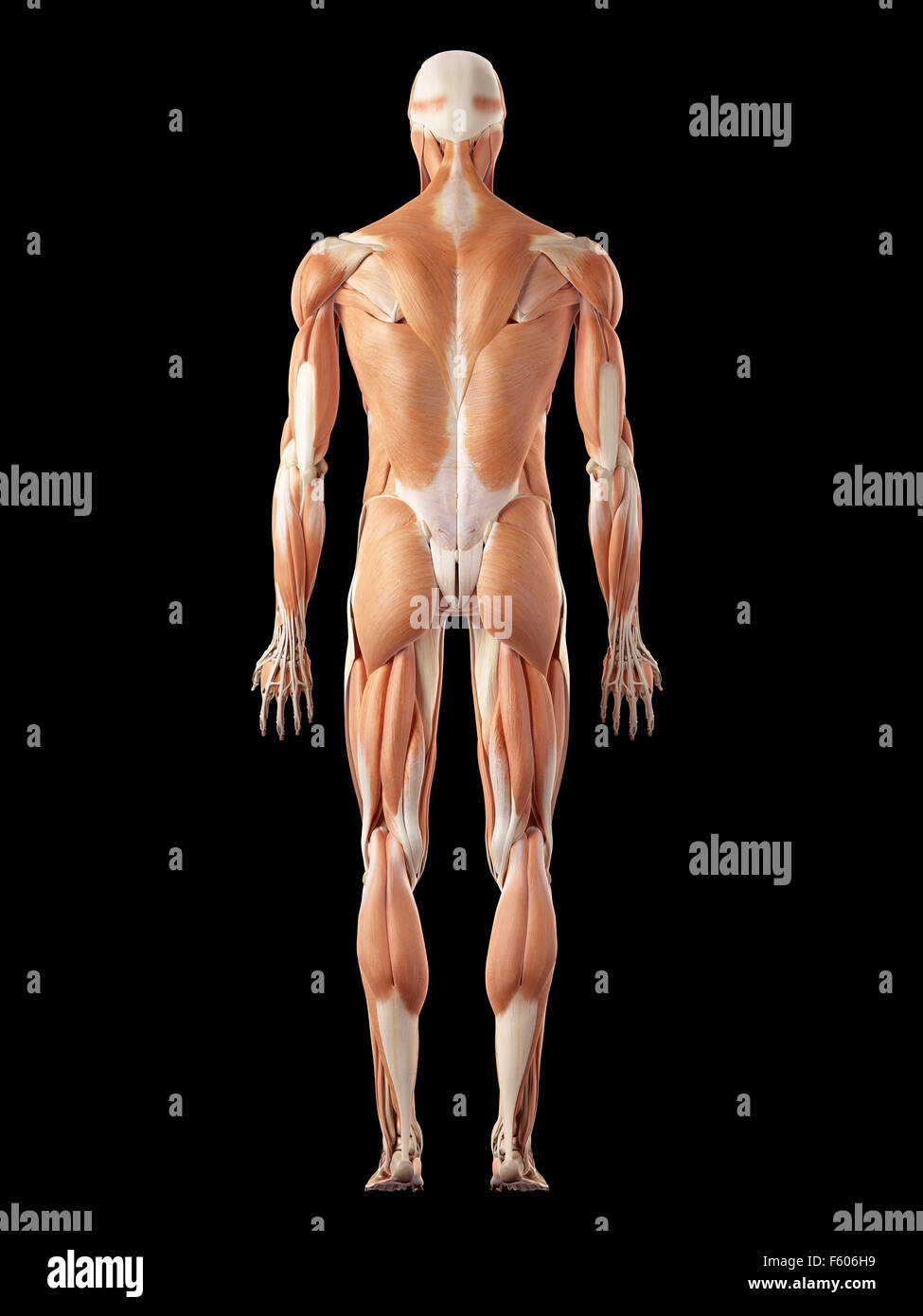 medical accurate illustration of the muscle system Stock Photo