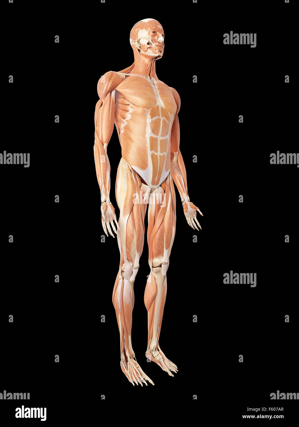 medical accurate illustration of the muscle system Stock Photo