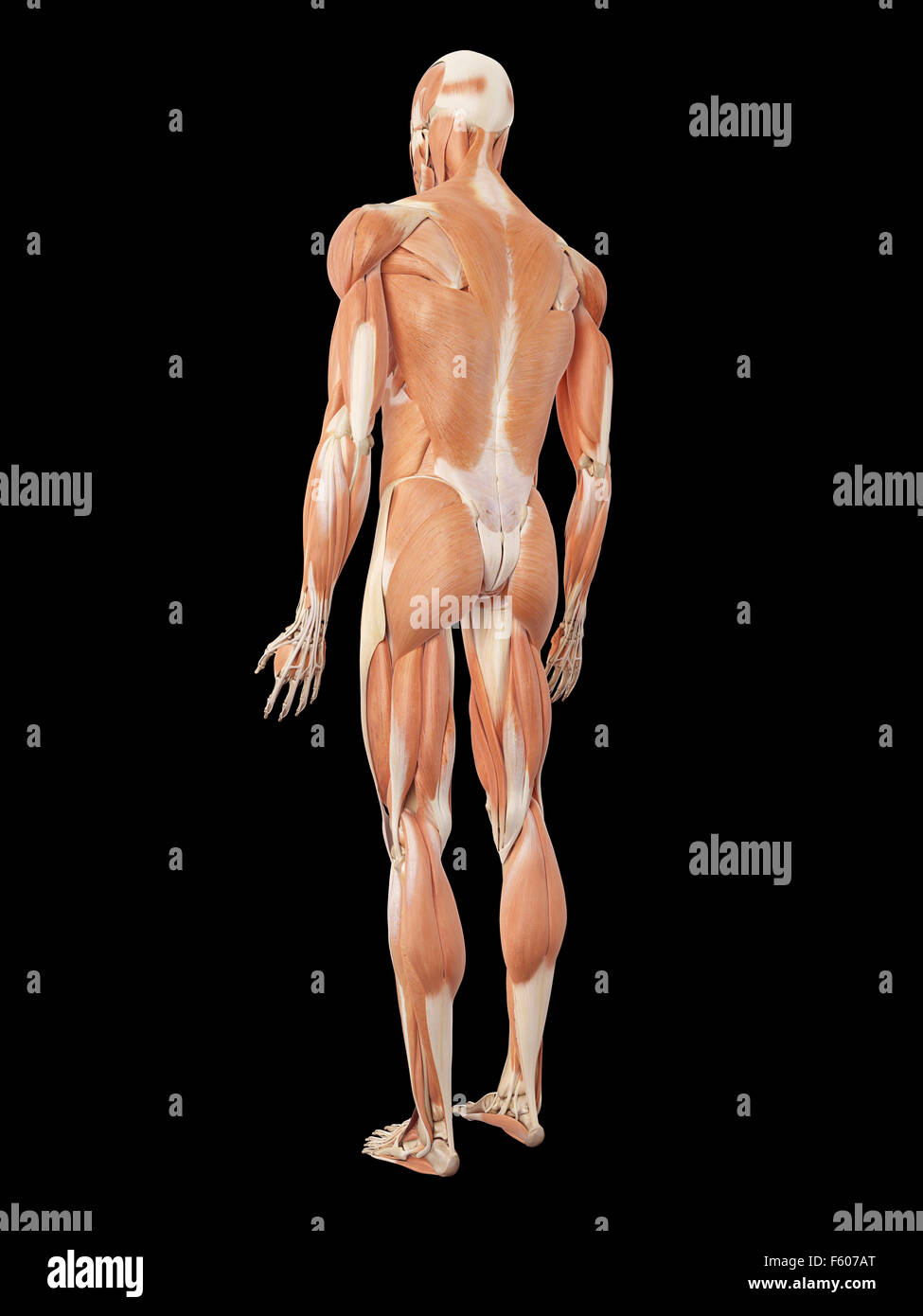 medical accurate illustration of the muscle system Stock Photo