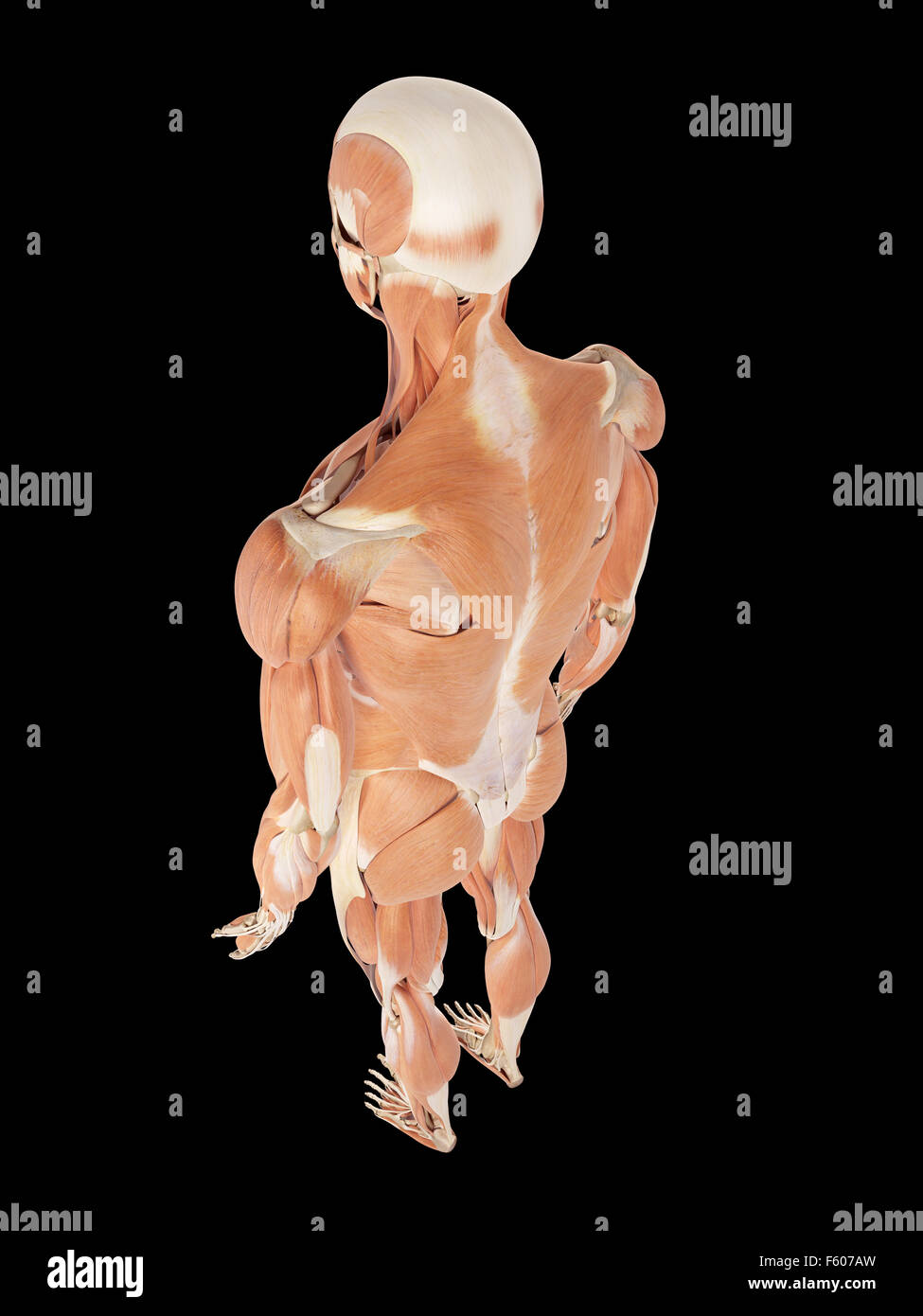 medical accurate illustration of the muscle system Stock Photo