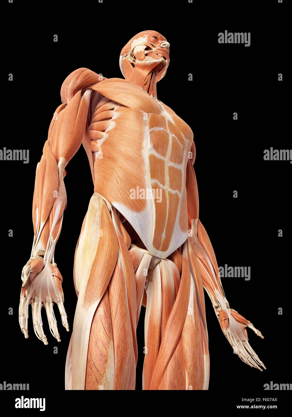 medical accurate illustration of the muscle system Stock Photo