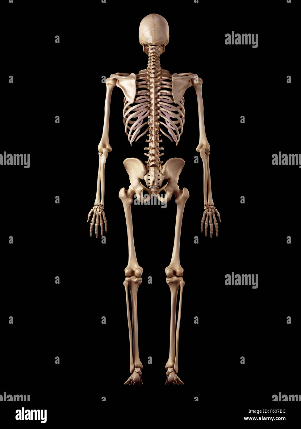 Human Skeleton Back Hi Res Stock Photography And Images Alamy