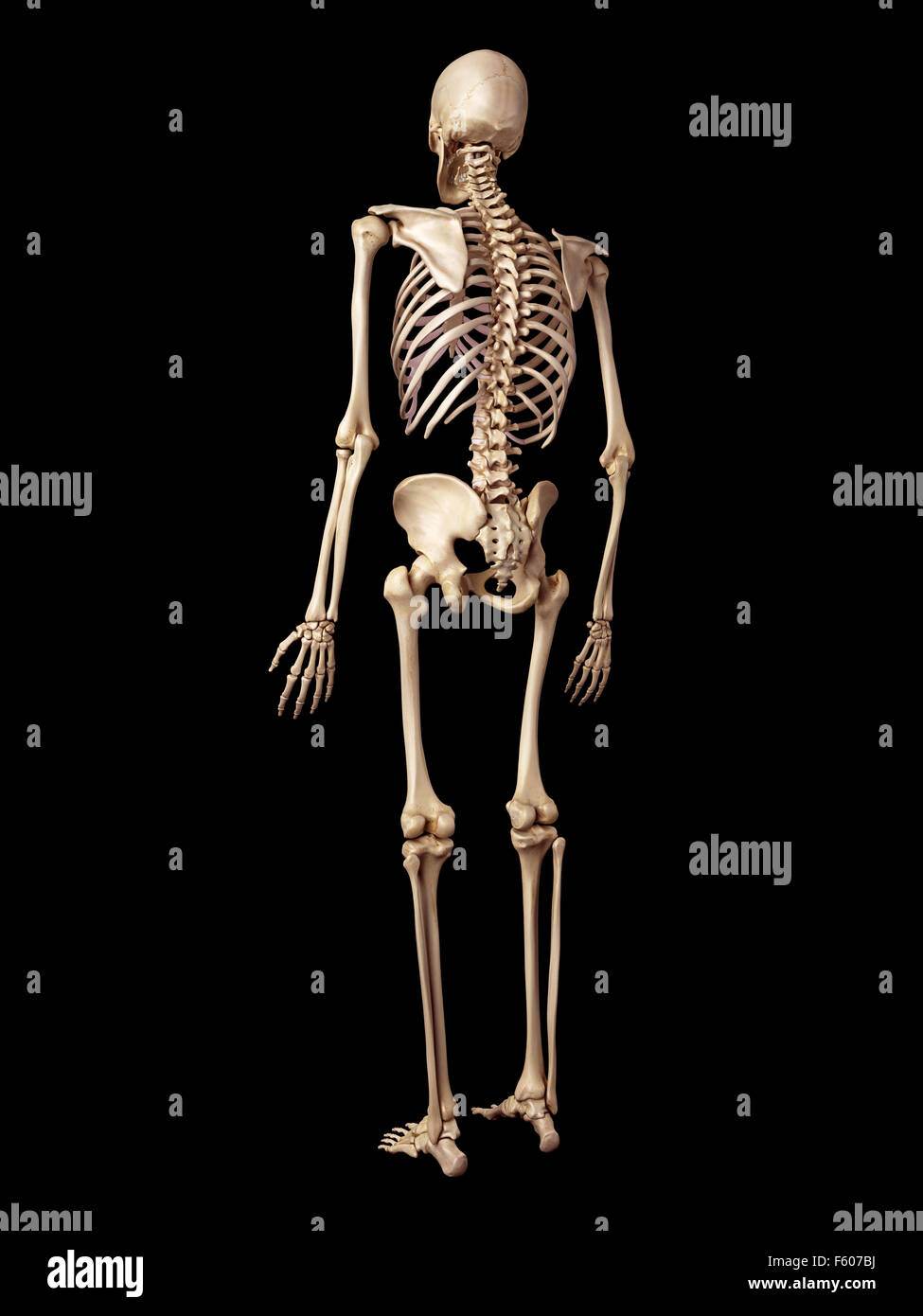 medical accurate illustration of the human skeleton Stock Photo