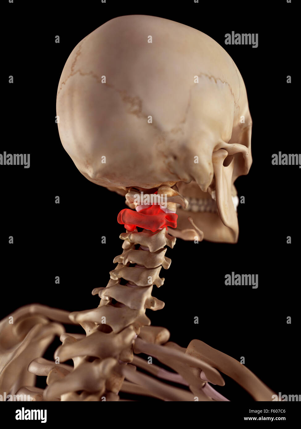 medical accurate illustration of the axis Stock Photo