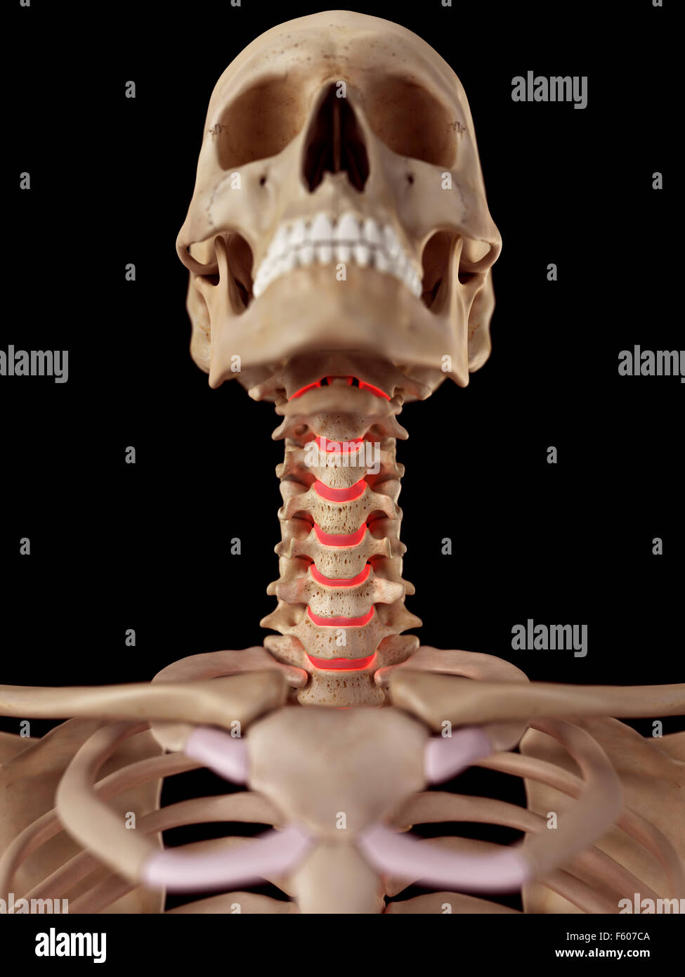 medical accurate illustration of the intervertebral discs Stock Photo