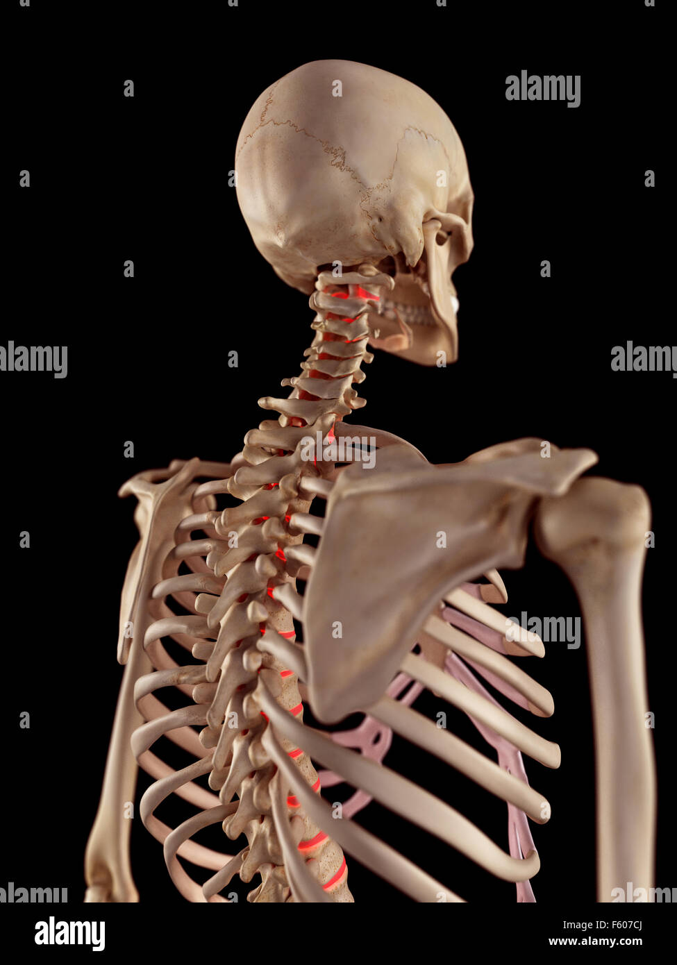 medical accurate illustration of the intervertebral discs Stock Photo