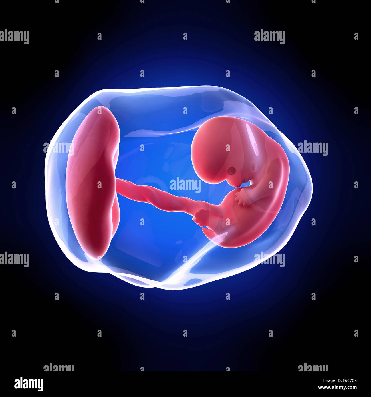 weekly development of a human fetus - week 8 Stock Photo - Alamy