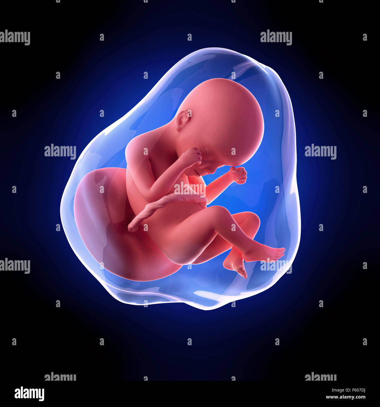 24 неделя б. Ребёнок в утробе матери фото.