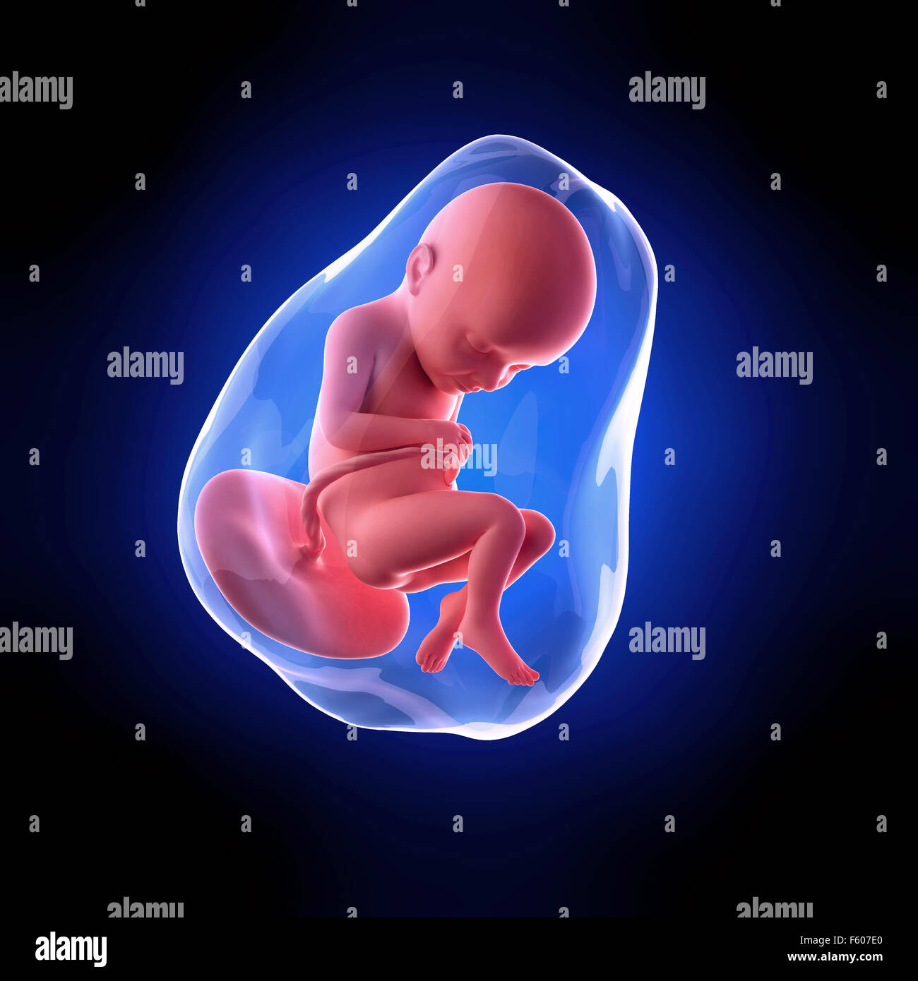 32 week fetus hires stock photography and images Alamy