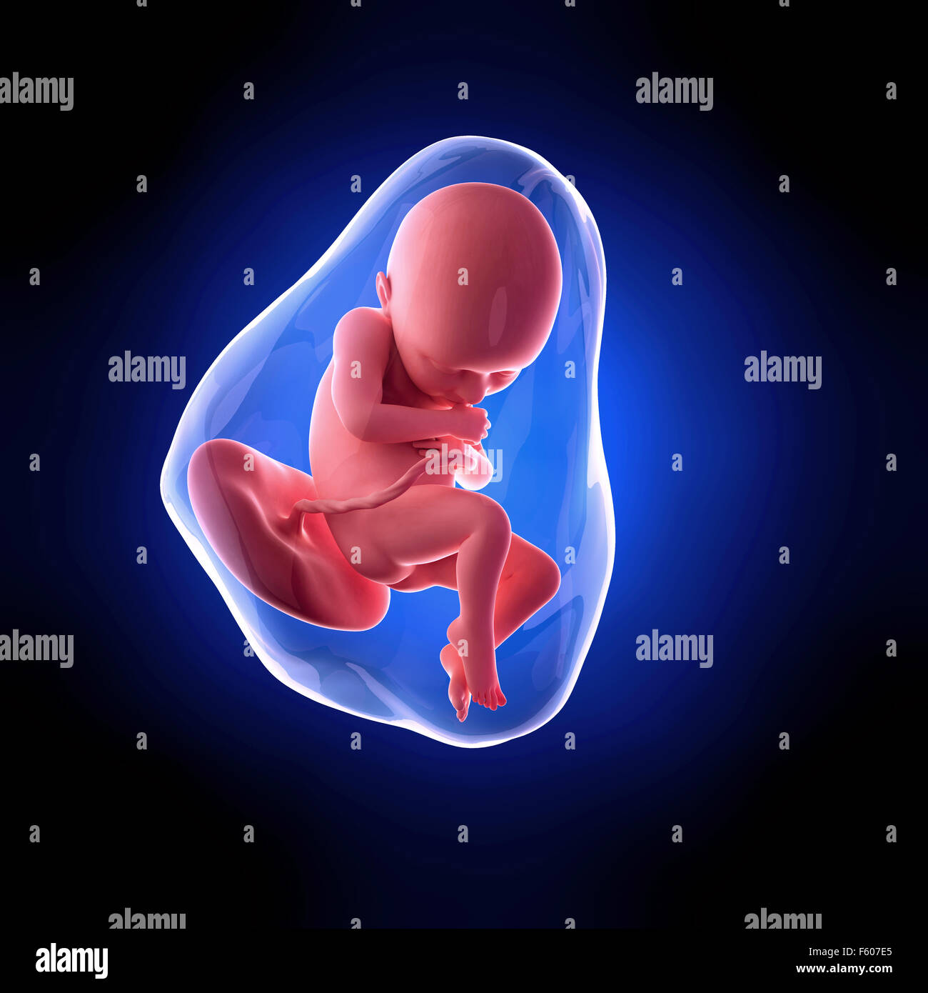 weekly development of a human fetus - week 36 Stock Photo - Alamy