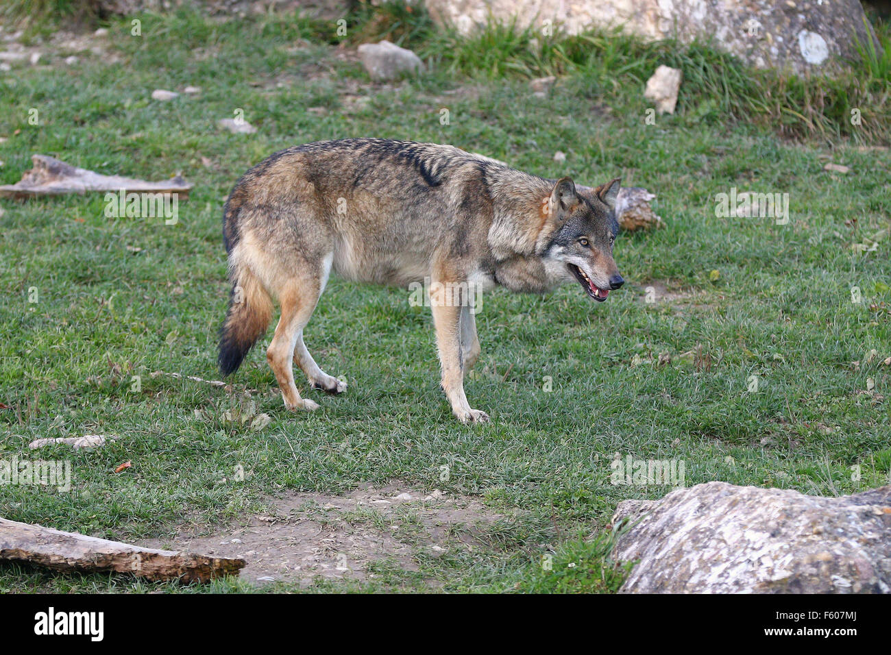 Wolf trotting  in a green meadow in the alps Stock Photo
