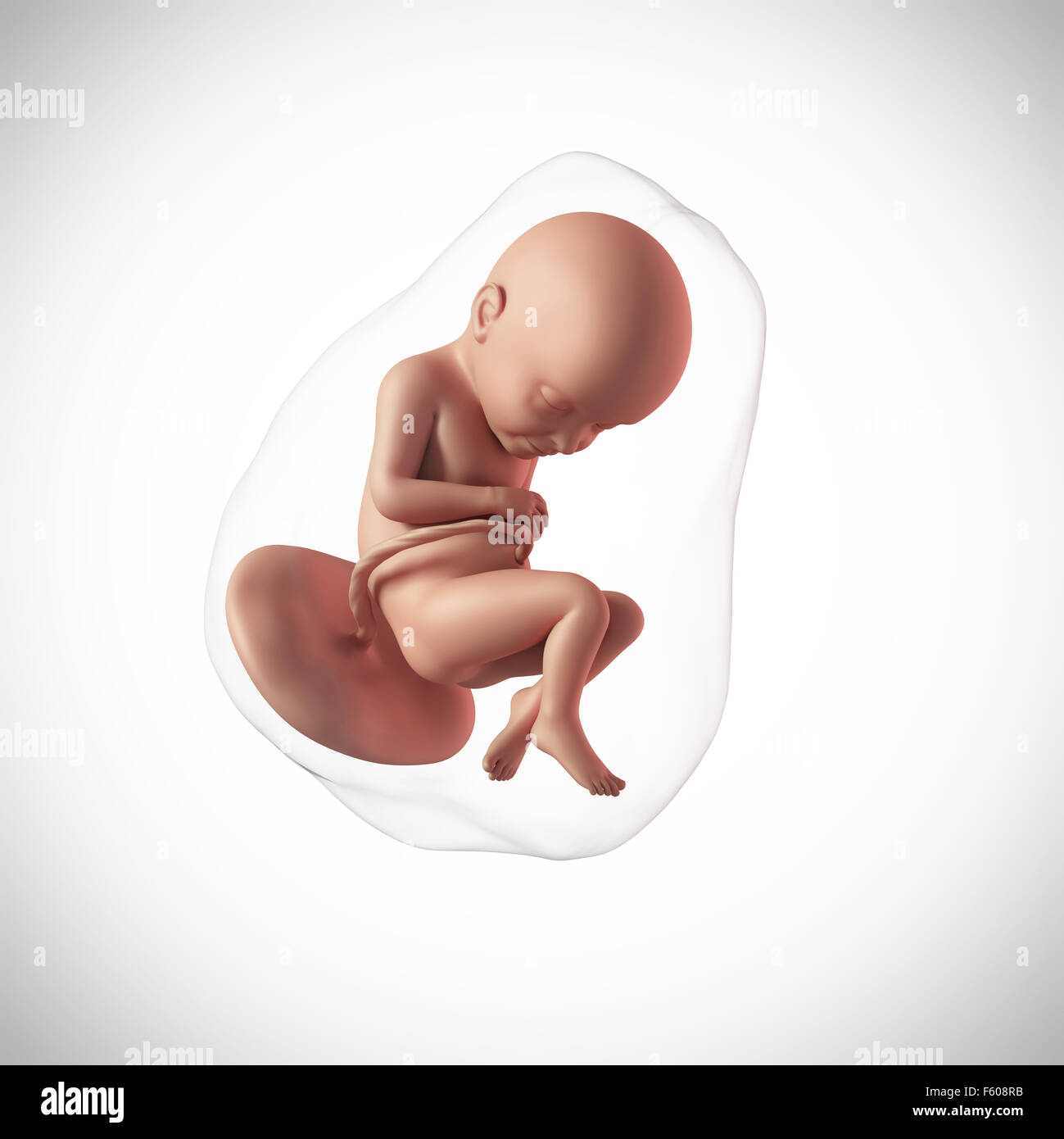Fetus 32 week hi-res stock photography and images - Alamy