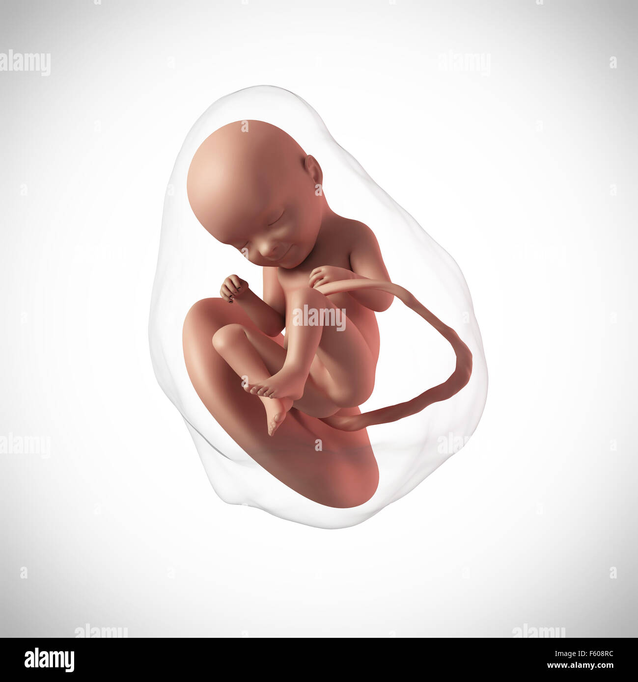 weekly development of a human fetus - week 33 Stock Photo - Alamy
