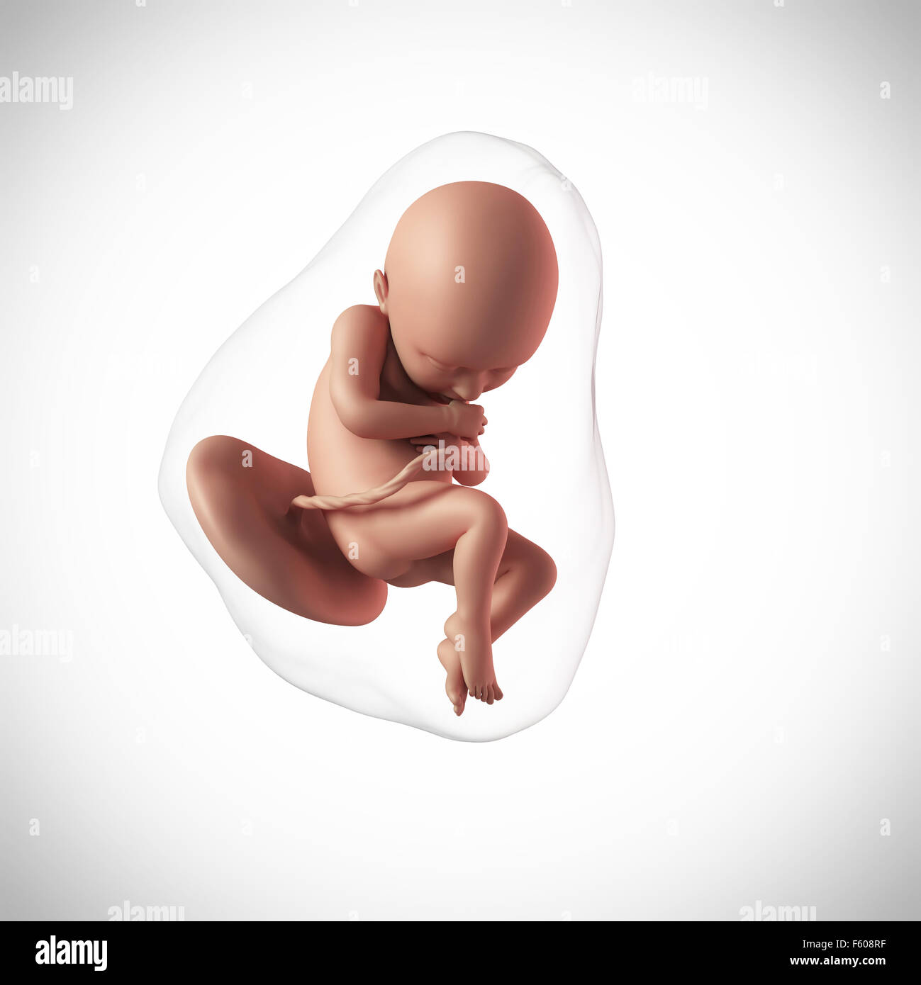 36 week fetus hi-res stock photography and images - Alamy