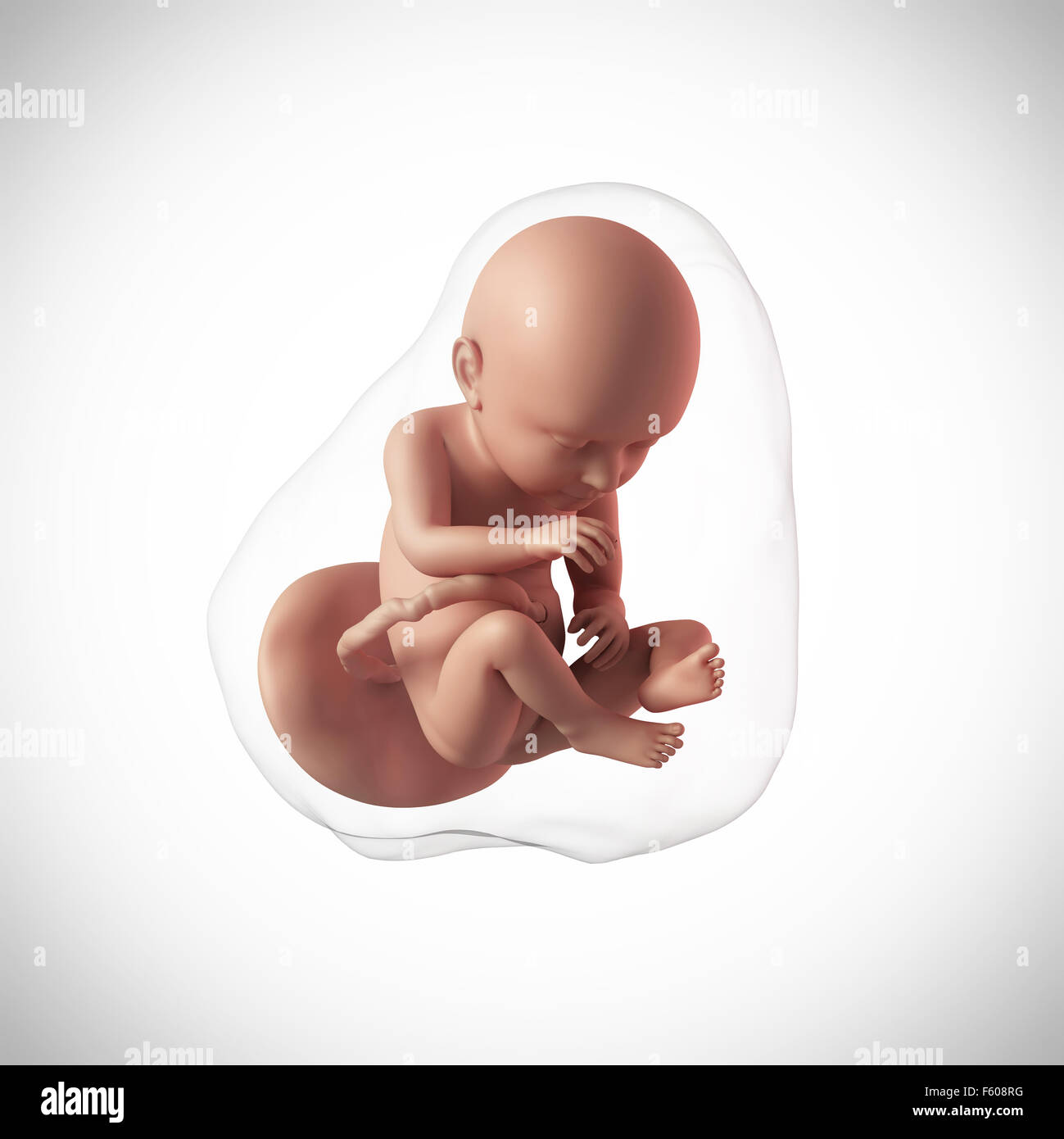 weekly development of a human fetus - week 37 Stock Photo - Alamy