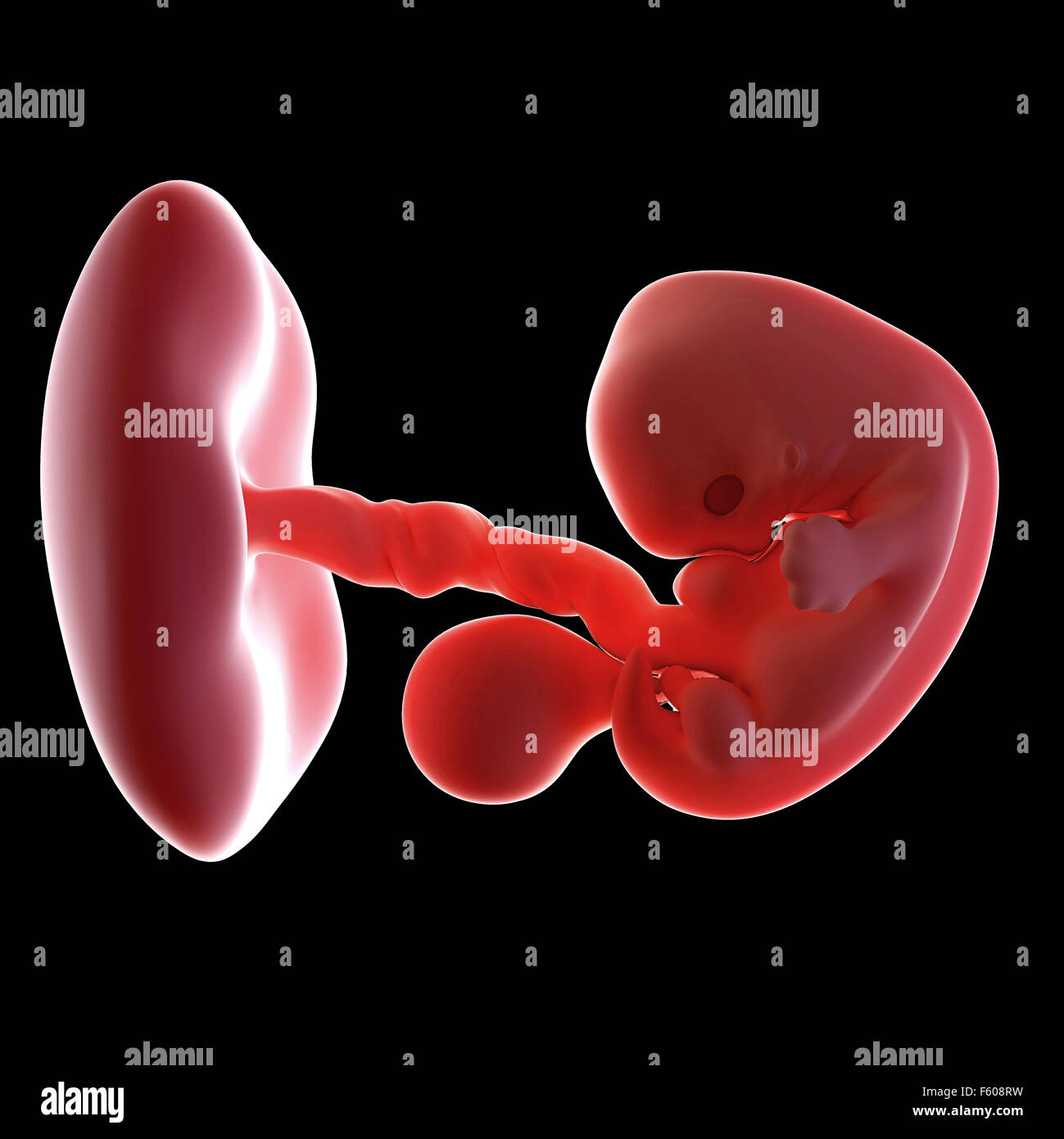 medical accurate illustration of an embryo week 7 Stock Photo
