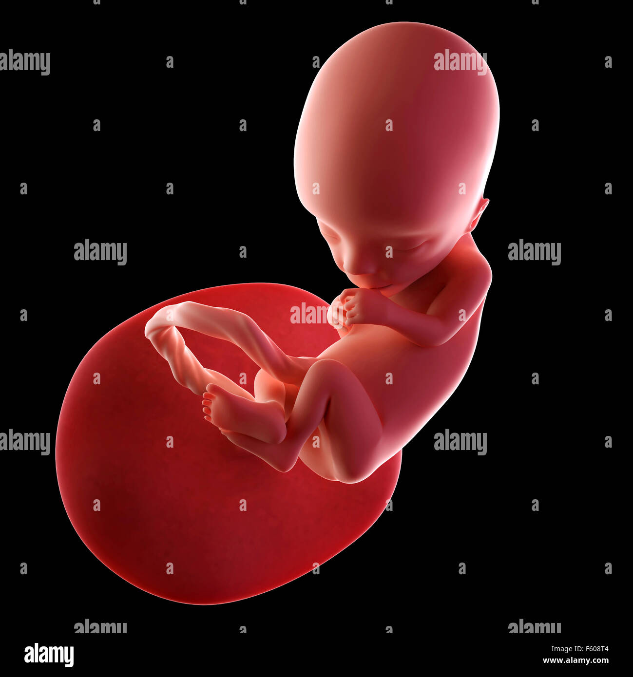 pregnancy-week-13-hi-res-stock-photography-and-images-alamy