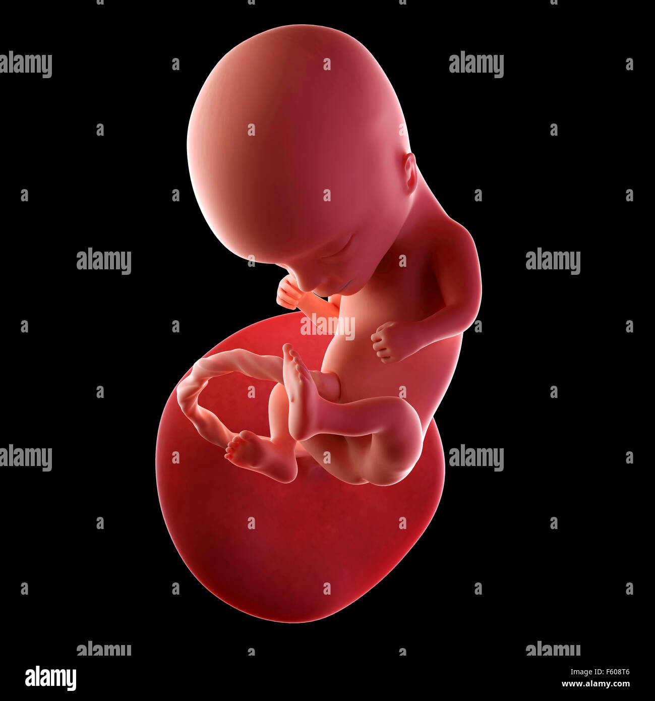 14-week-fetus-hi-res-stock-photography-and-images-alamy