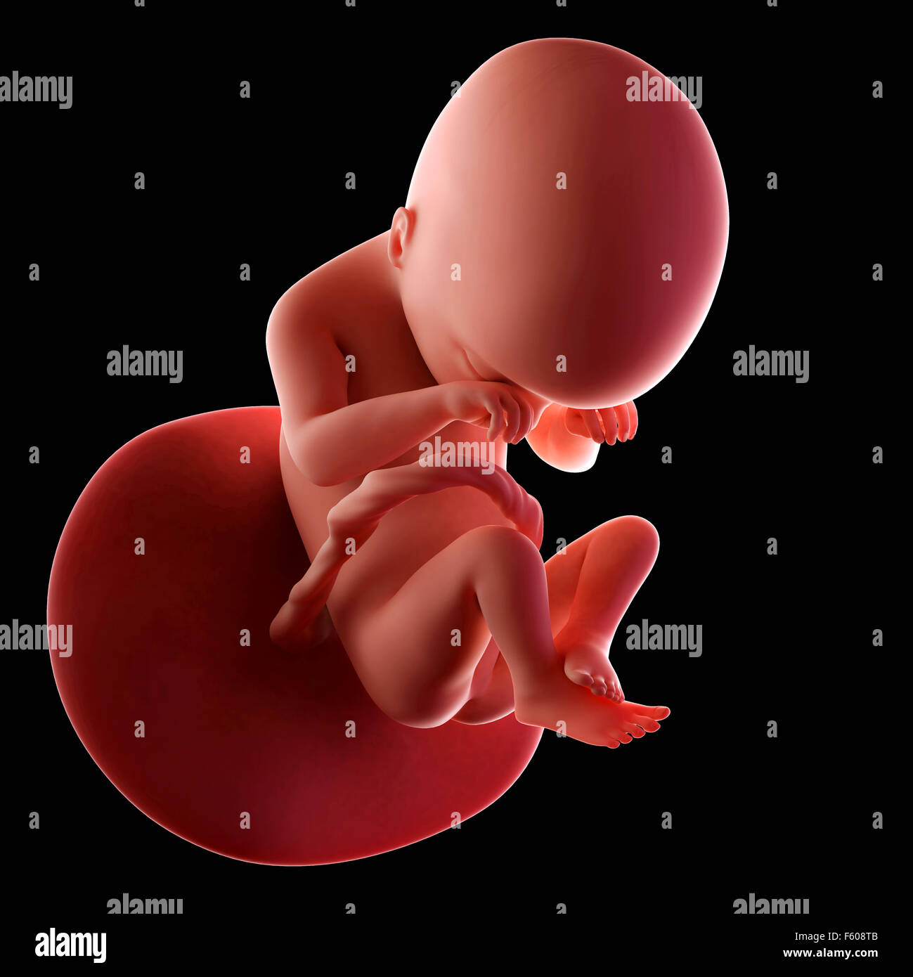 Fetus High Resolution Stock Photography and Images - Alamy