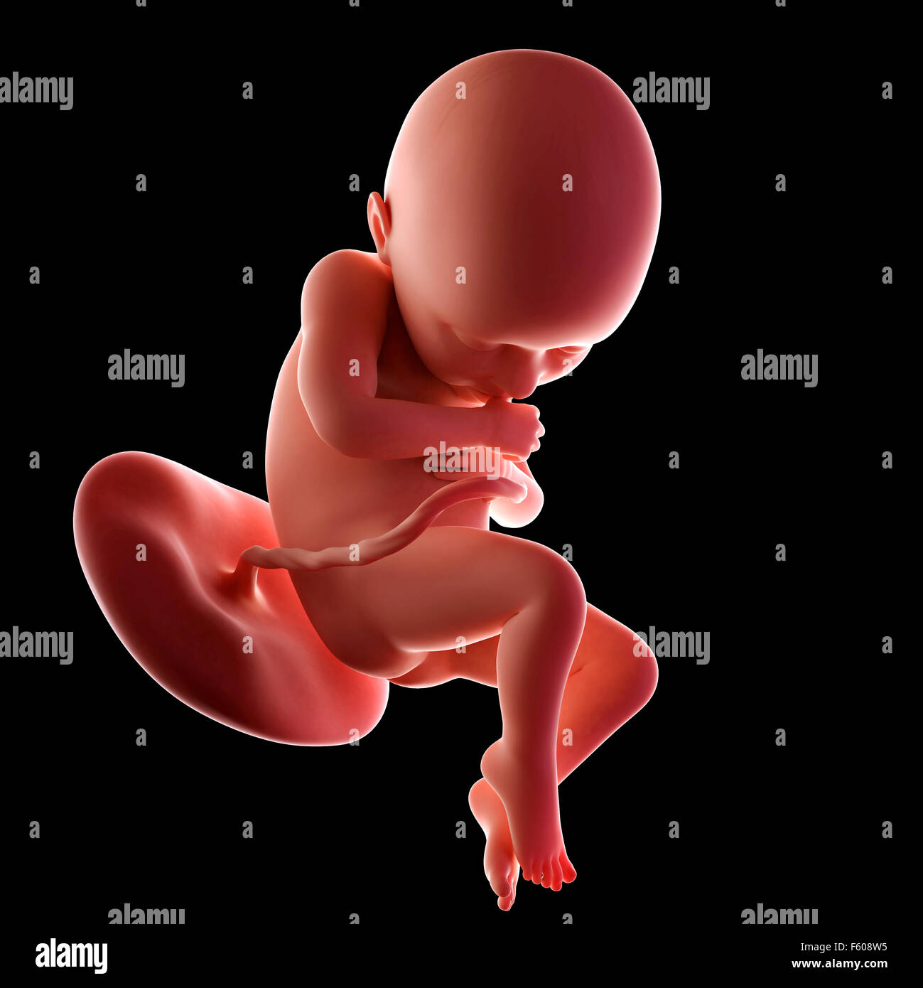 36 week fetus hi-res stock photography and images - Alamy