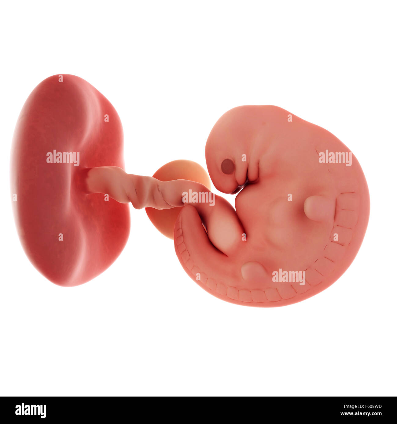 medical accurate illustration of an embryo - week 6 Stock Photo