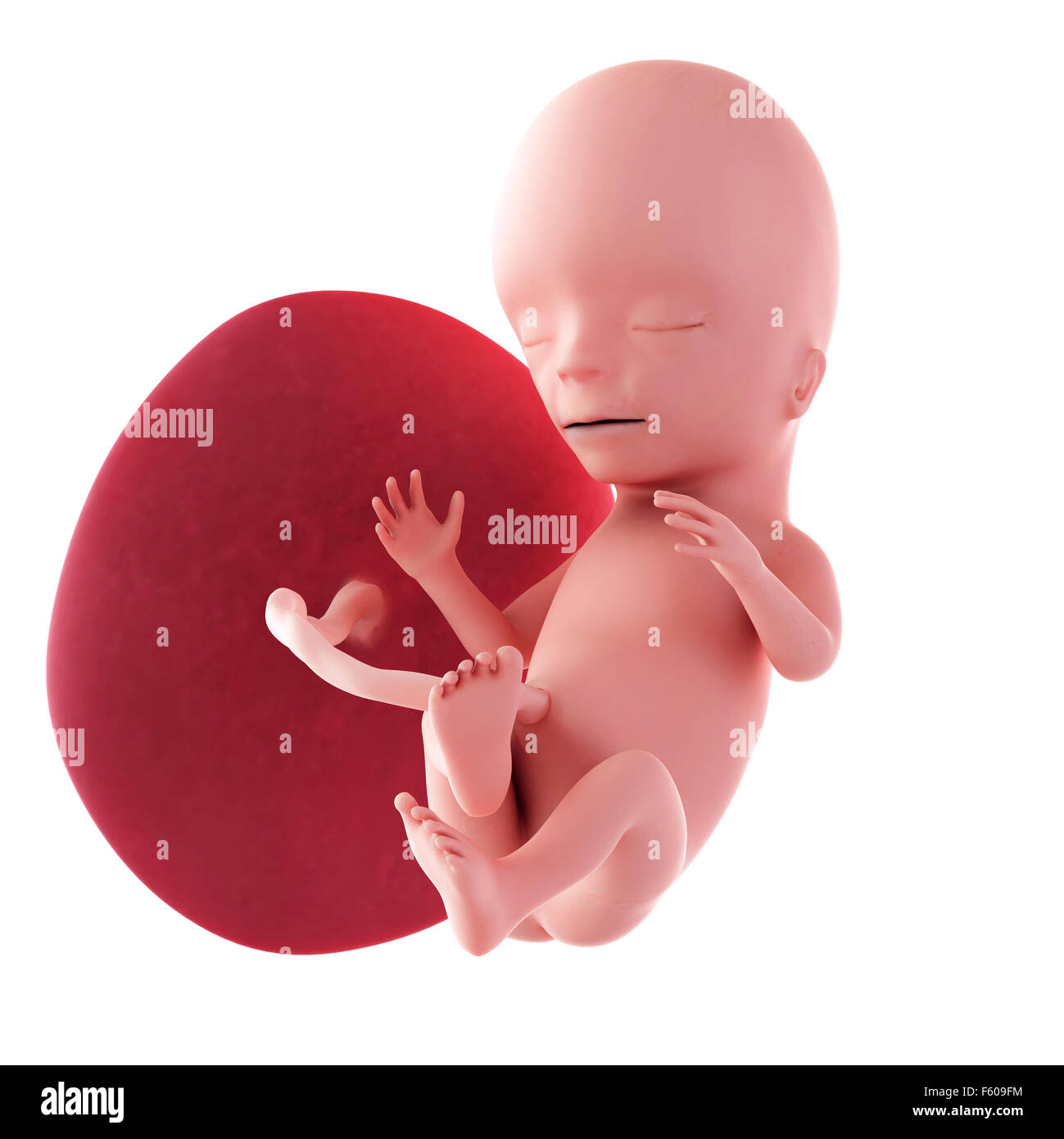 medical accurate illustration of a fetus week 15 Stock Photo Alamy