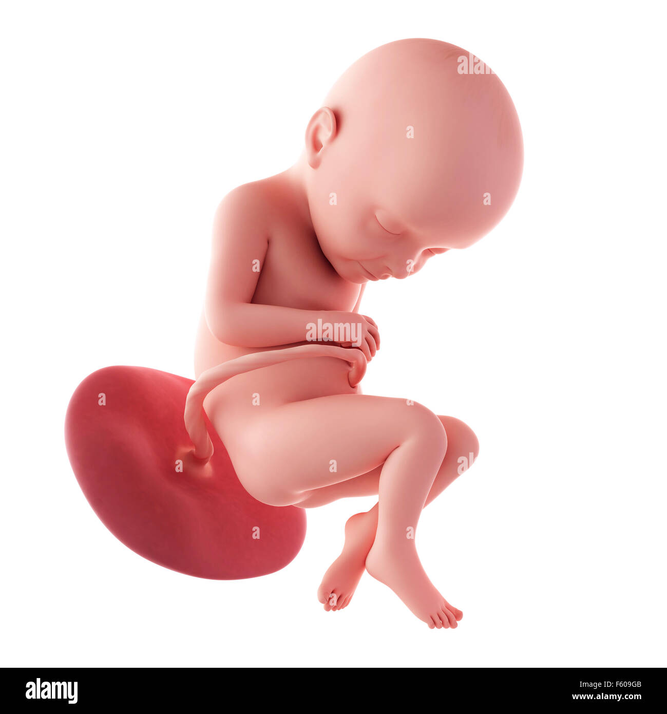 medical accurate illustration of a fetus - week 32 Stock Photo - Alamy