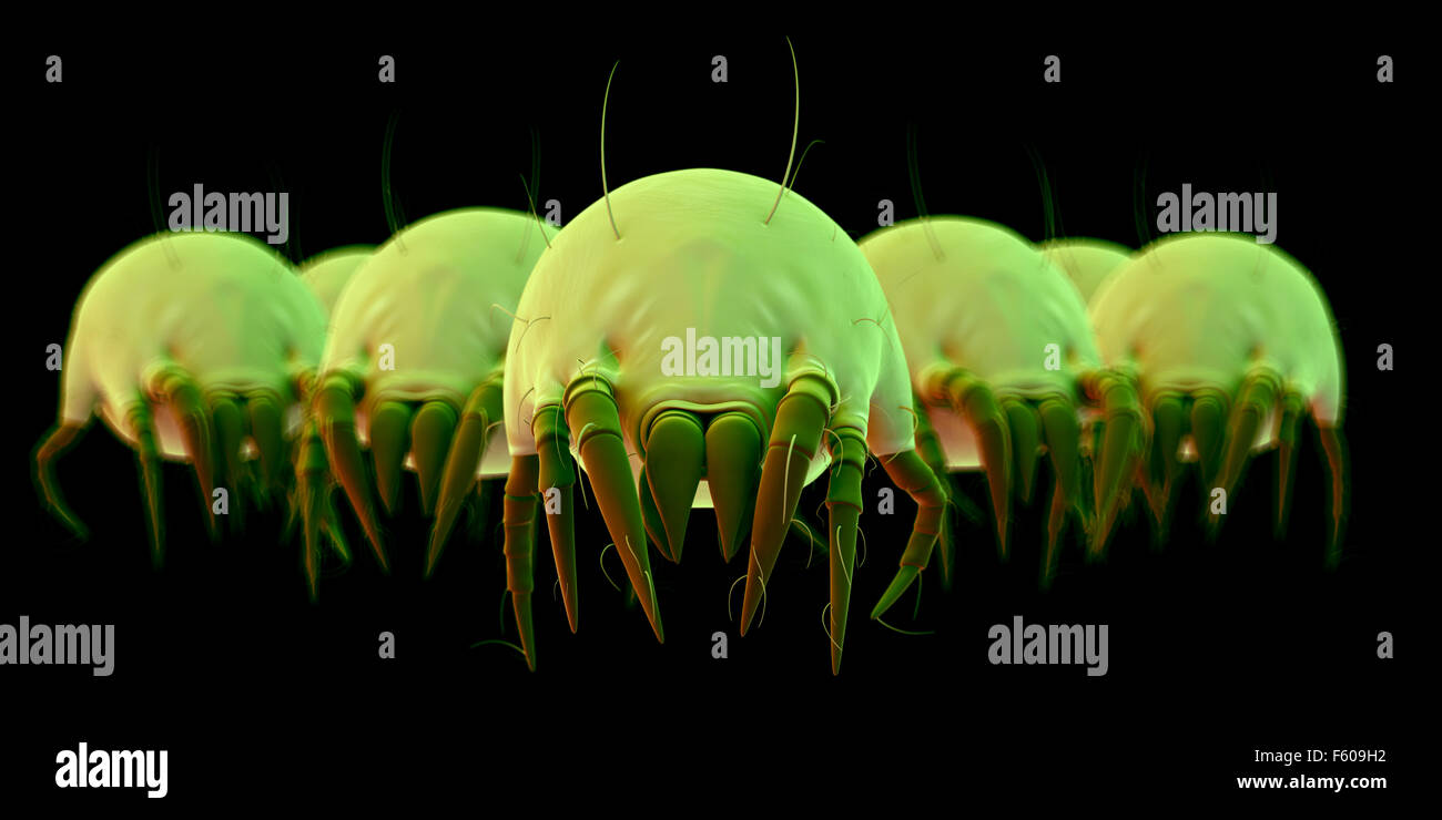 medically accurate illustration of some common dust mites Stock Photo