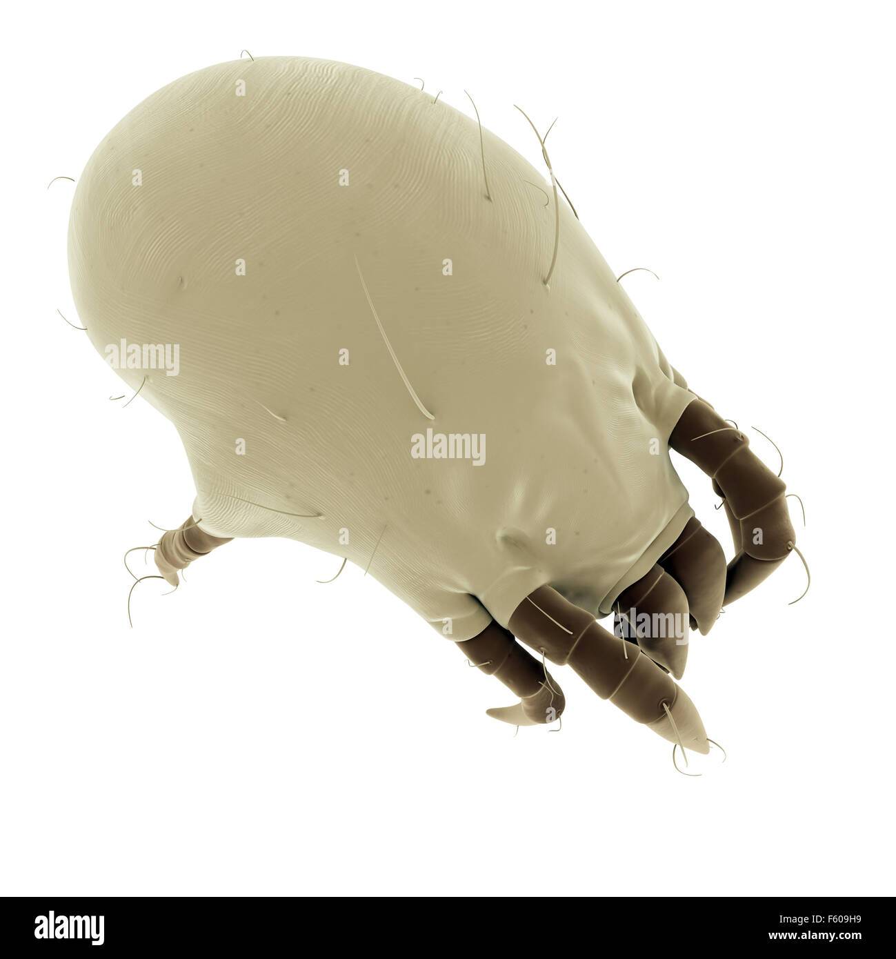 medically accurate illustration of a common dust mite Stock Photo