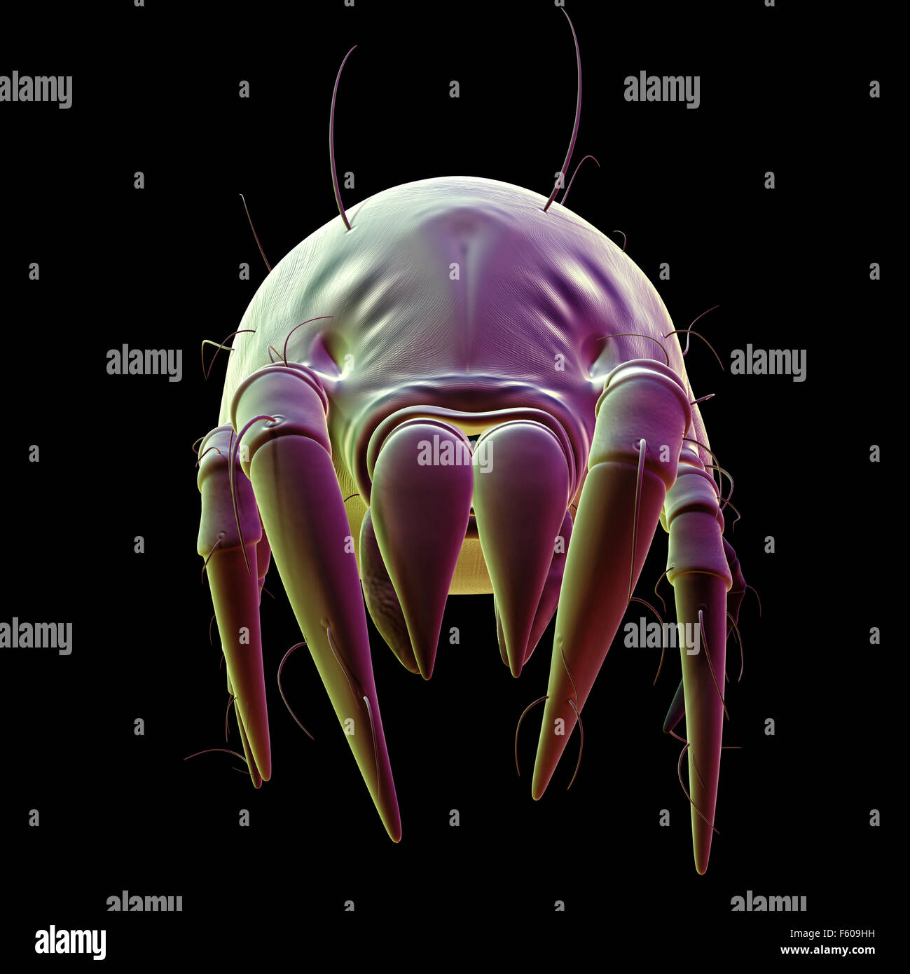 medically accurate illustration of a common dust mite Stock Photo - Alamy
