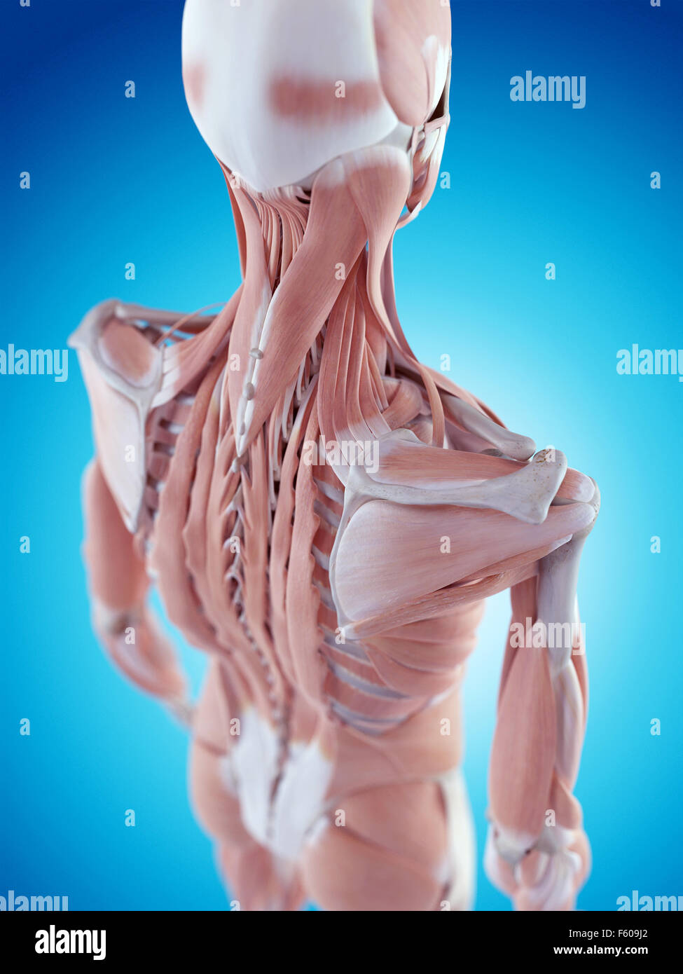 medically accurate illustration of the shoulder anatomy Stock Photo