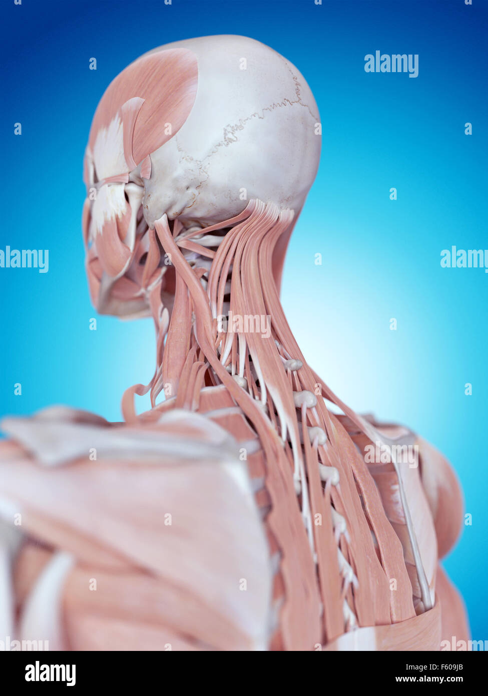 medically accurate illustration of the neck anatomy Stock Photo