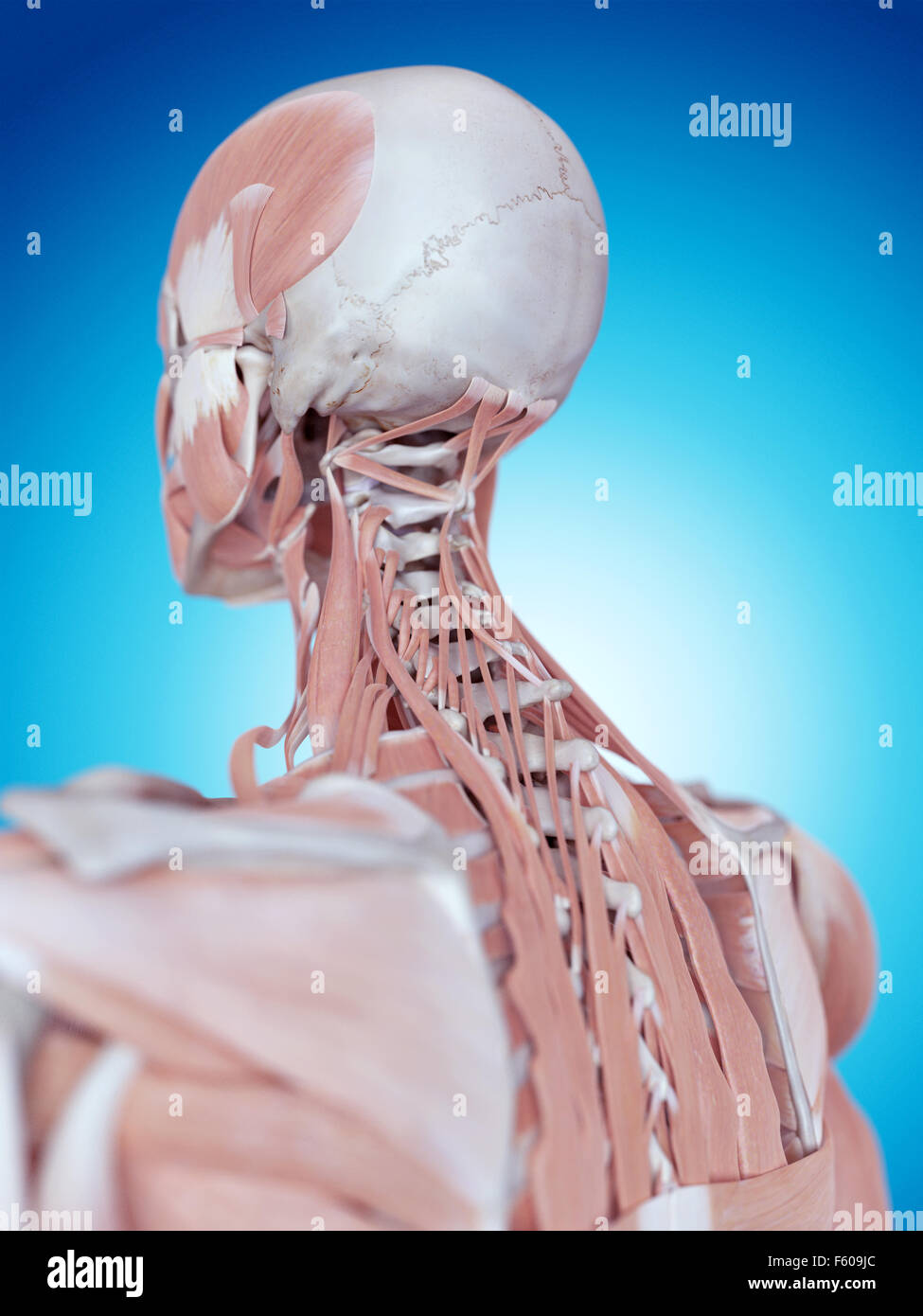 medically accurate illustration of the neck anatomy Stock Photo