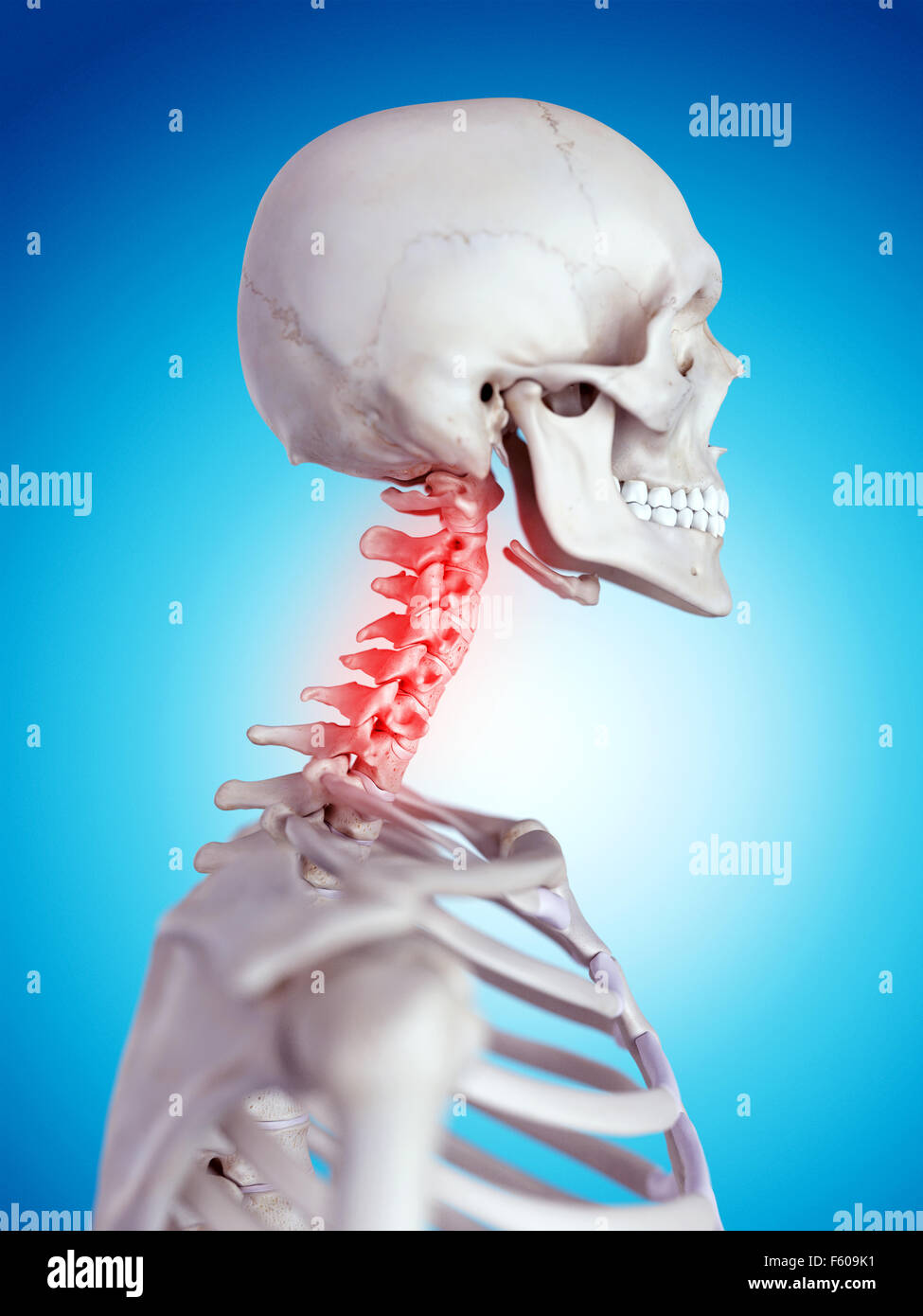 Human neck bones and muscle hi-res stock photography and images - Alamy