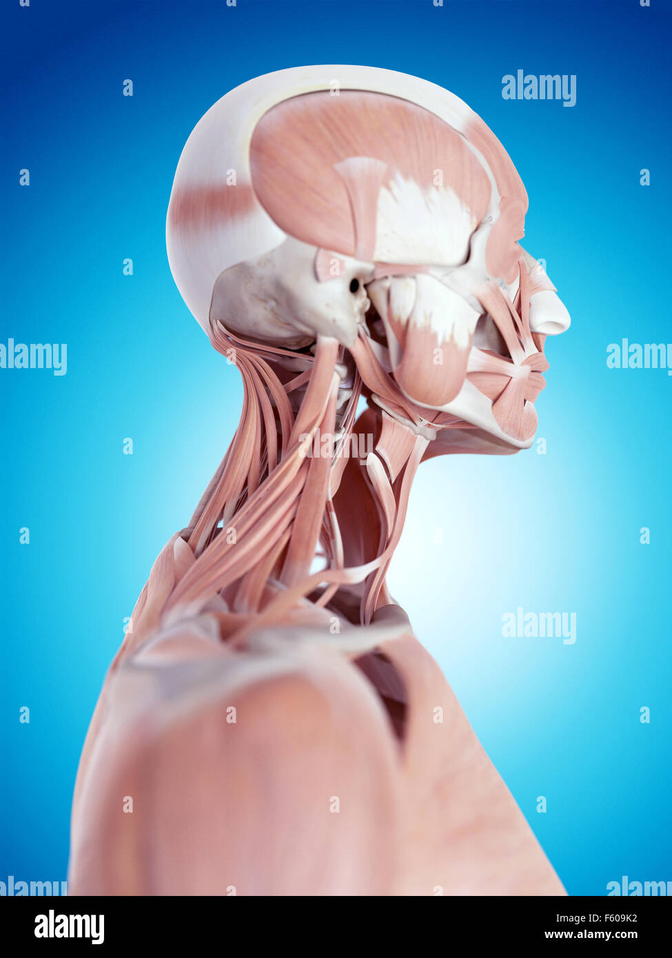 Human Neck Bones And Muscle Stock Photos & Human Neck Bones And Muscle